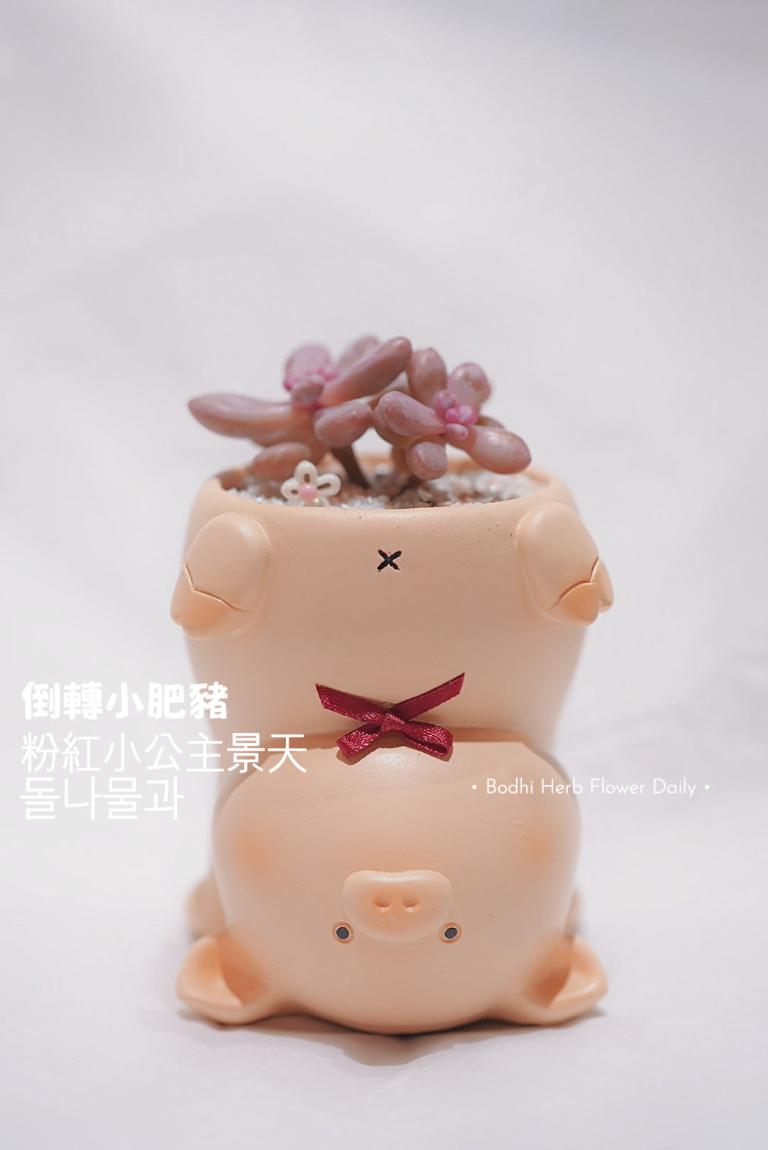 【景天科】倒轉小肥豬粉公主돌나물과盆栽 12/7/2025