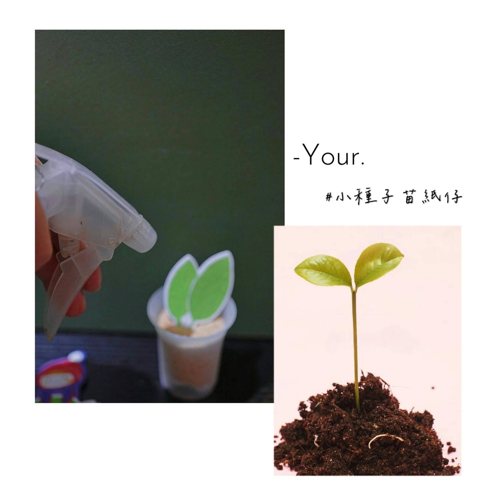 Your. 小禮物回禮#種子苗紙仔小盆栽