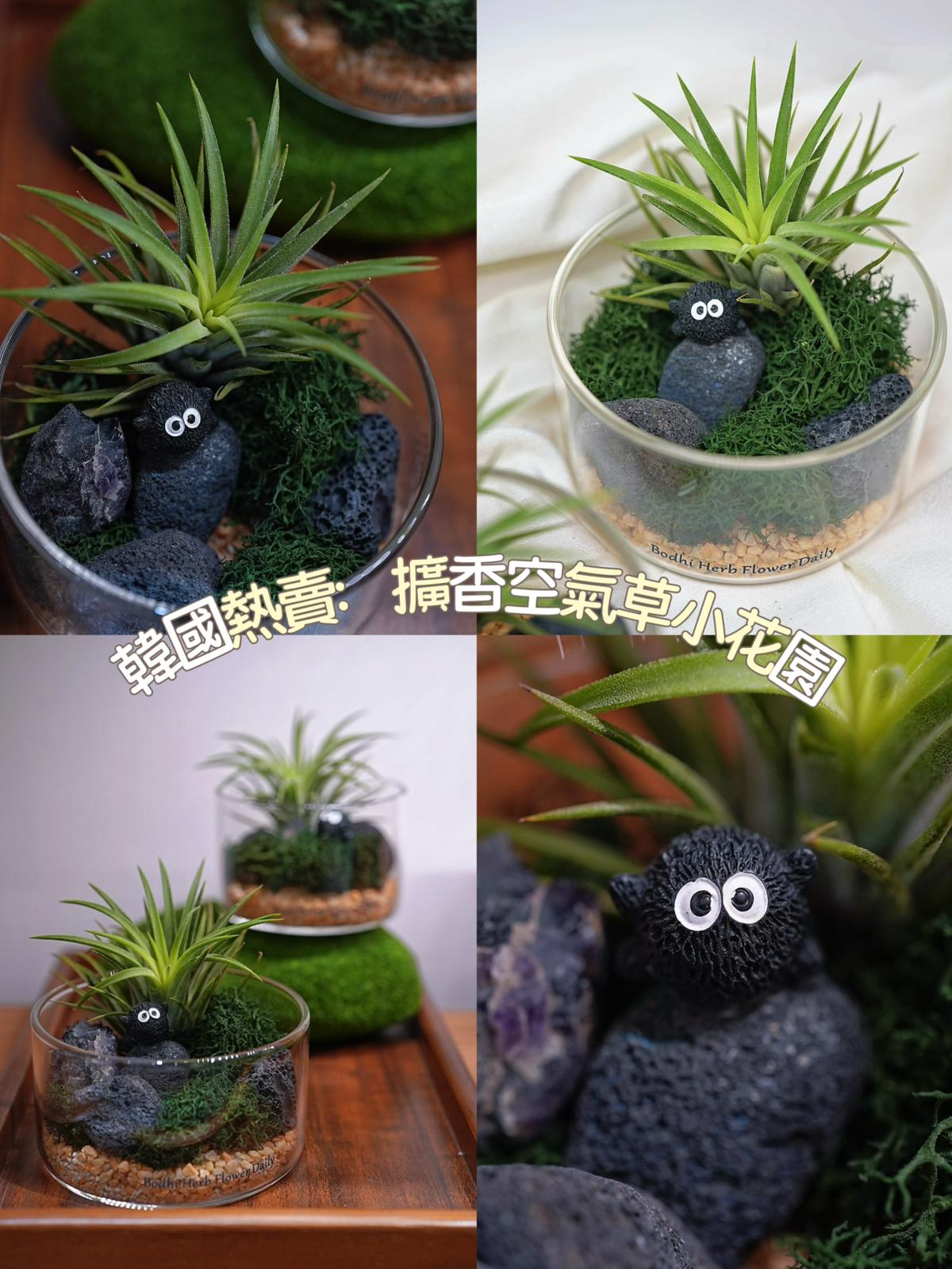 air plant 植物 空氣草系列】擴香空氣草小花園– Bodhi Herb Flower Daily