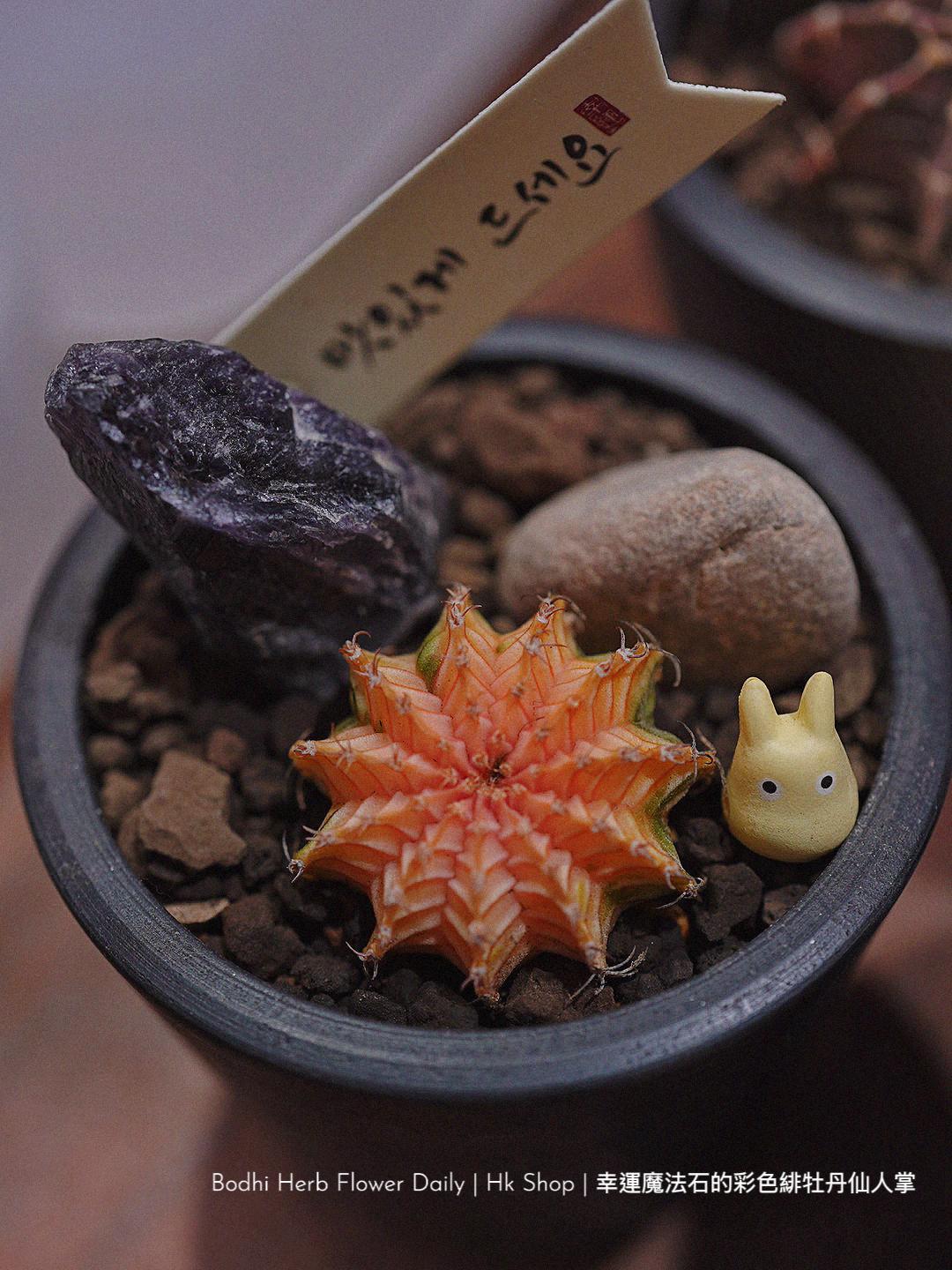 仙人掌】幸運魔法石的彩色緋杜丹仙人掌– Bodhi Herb Flower Daily