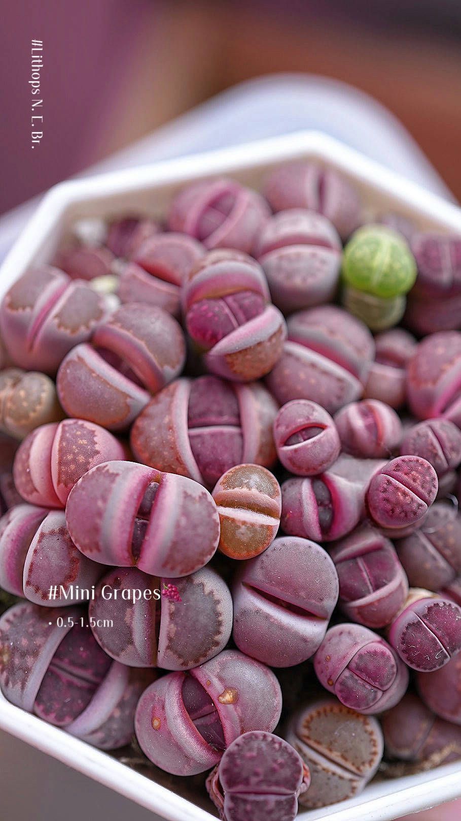 屁屁生石花 Lithops