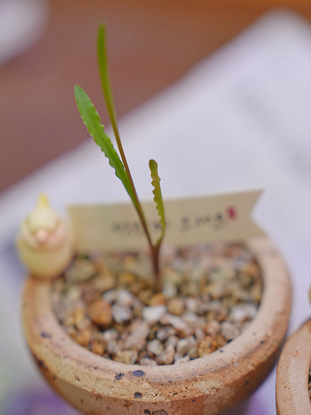 和尚的波葉彈簧草