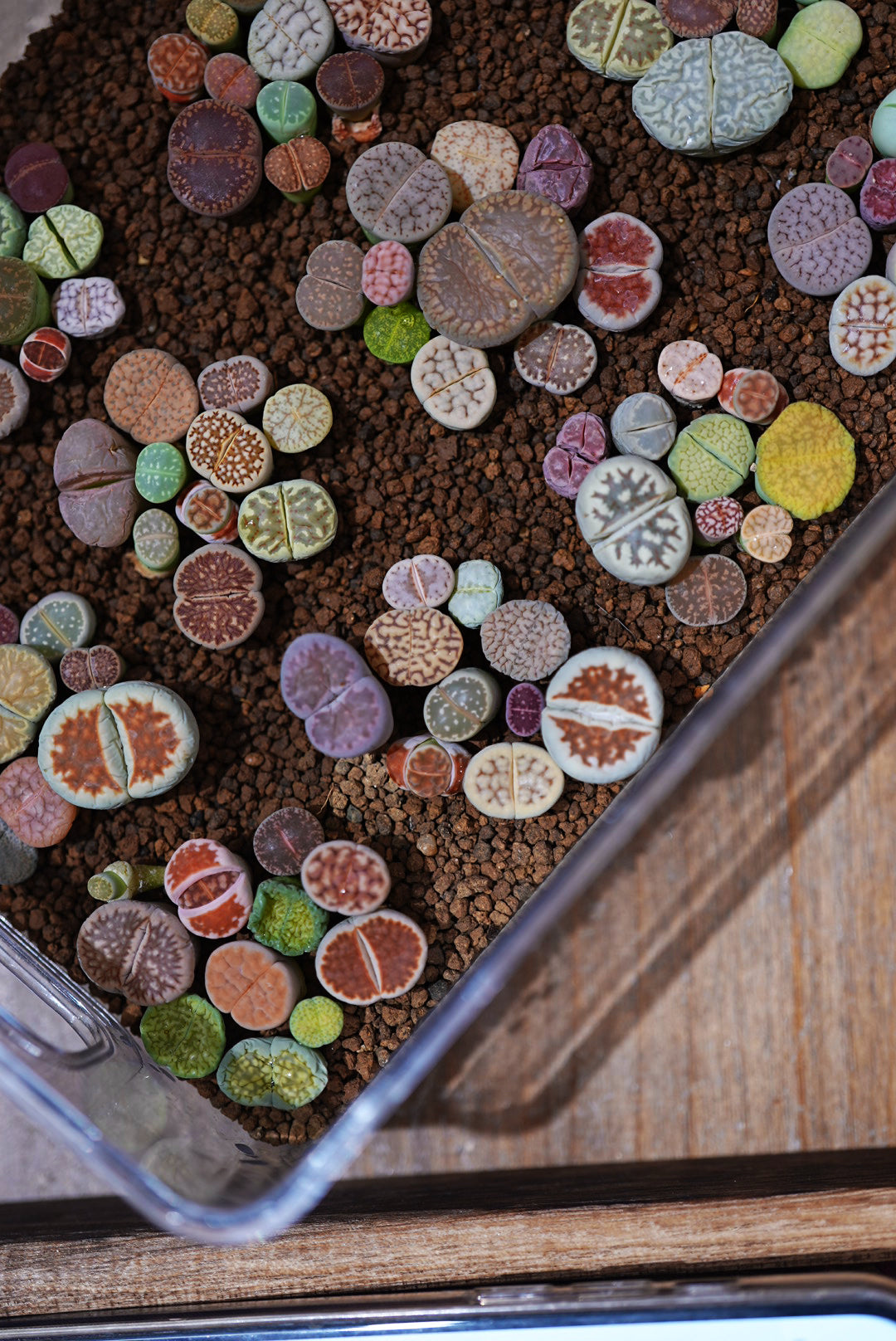 10 Color Lithops Set粒彩屁屁套裝