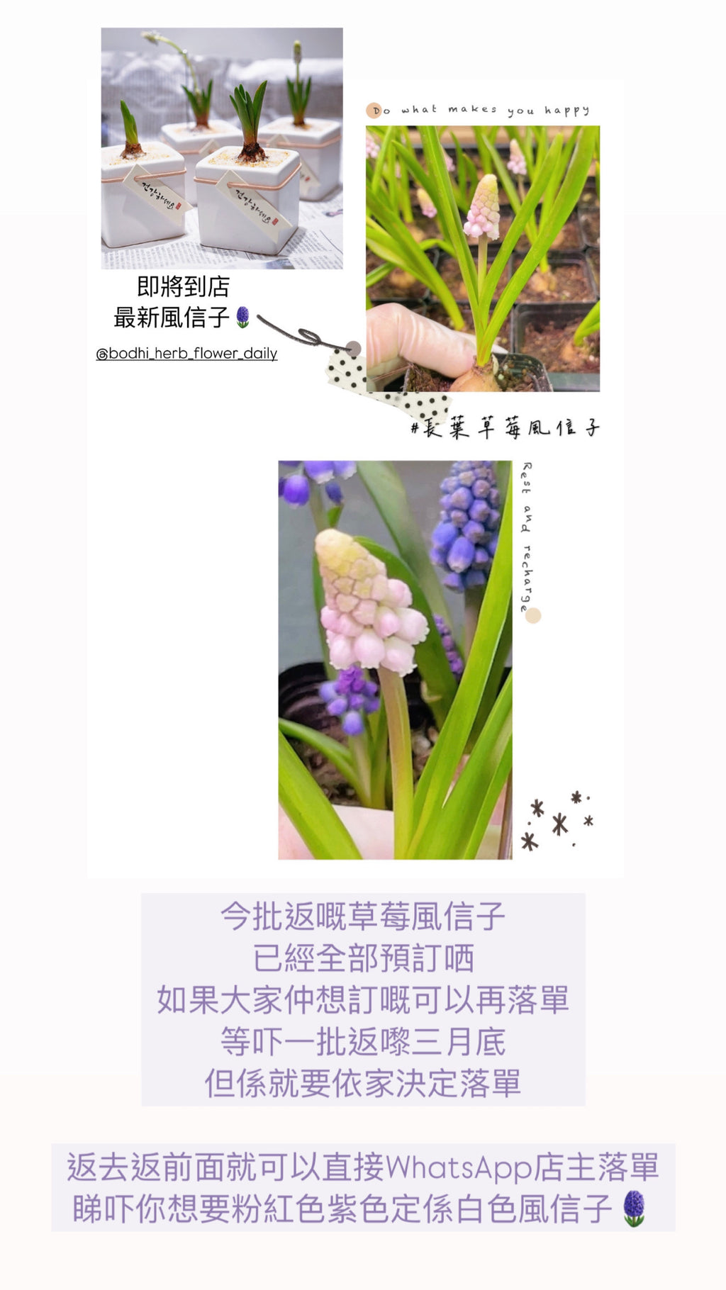 預訂三月中到港長葉風信子 14/3/2025