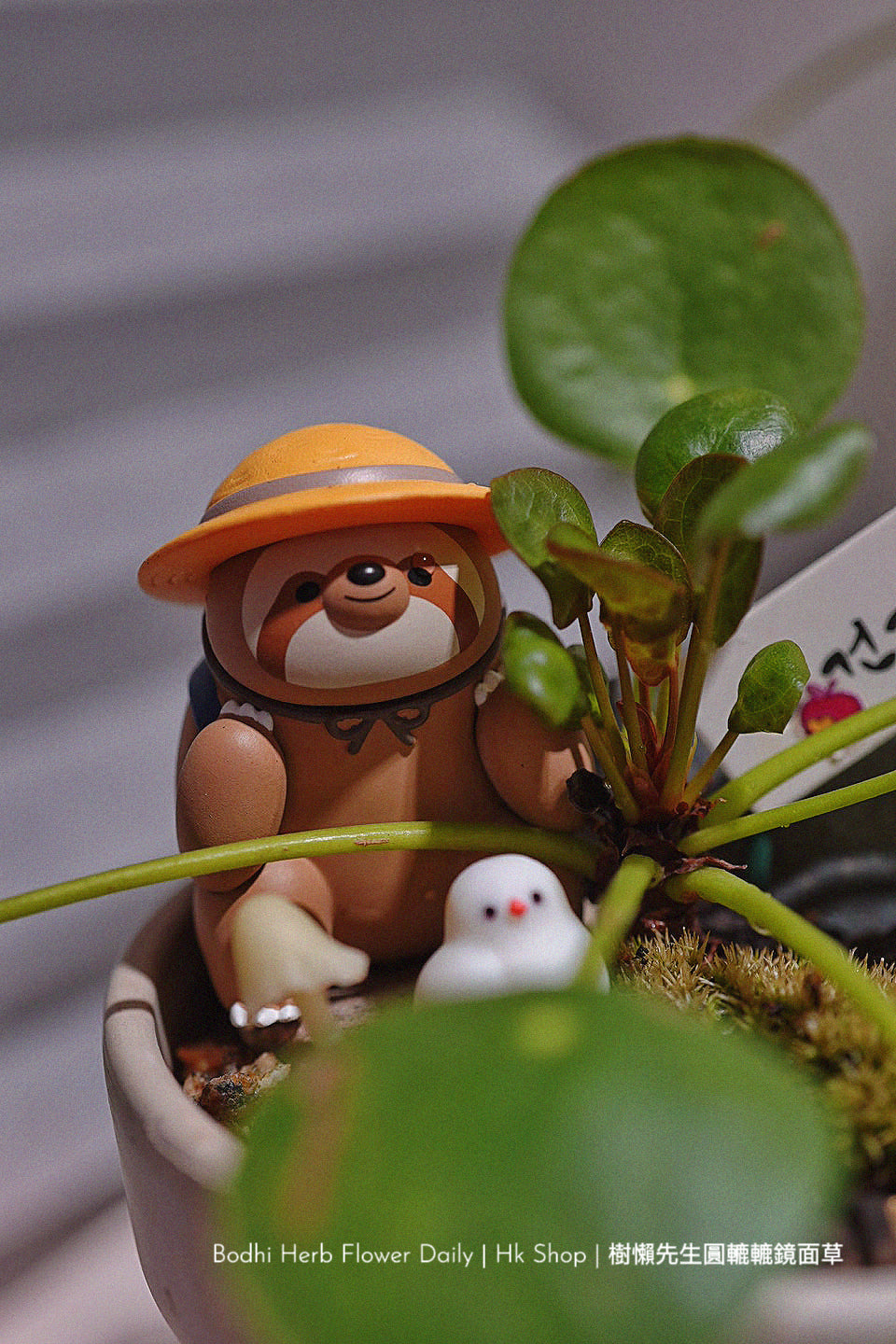 樹懶🦥先生圓轆轆的鏡面草