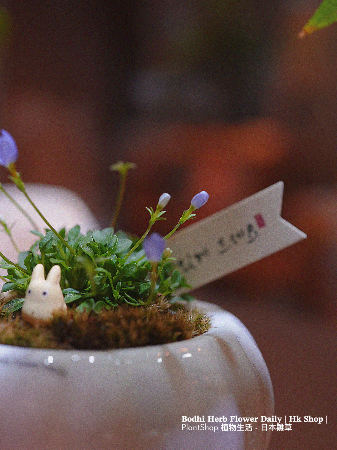 【日本品種】雛草 （預訂）