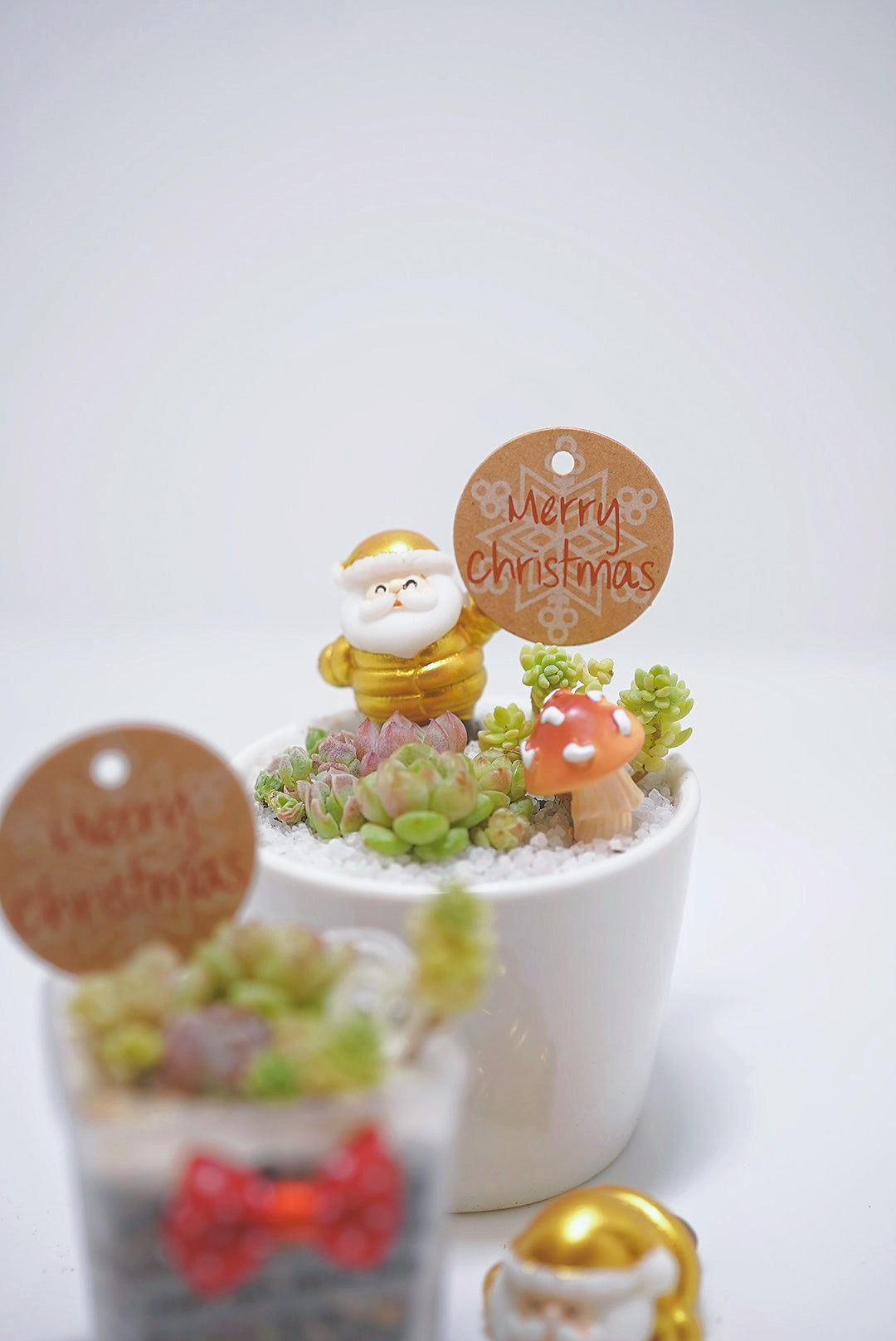 【2024 Xmas Plants】閃閃金米之蓮聖誕老人小盆栽