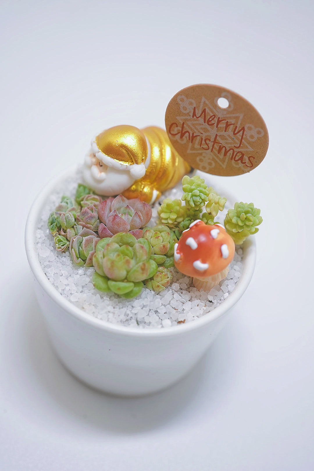 【2024 Xmas Plants】閃閃金米之蓮聖誕老人小盆栽