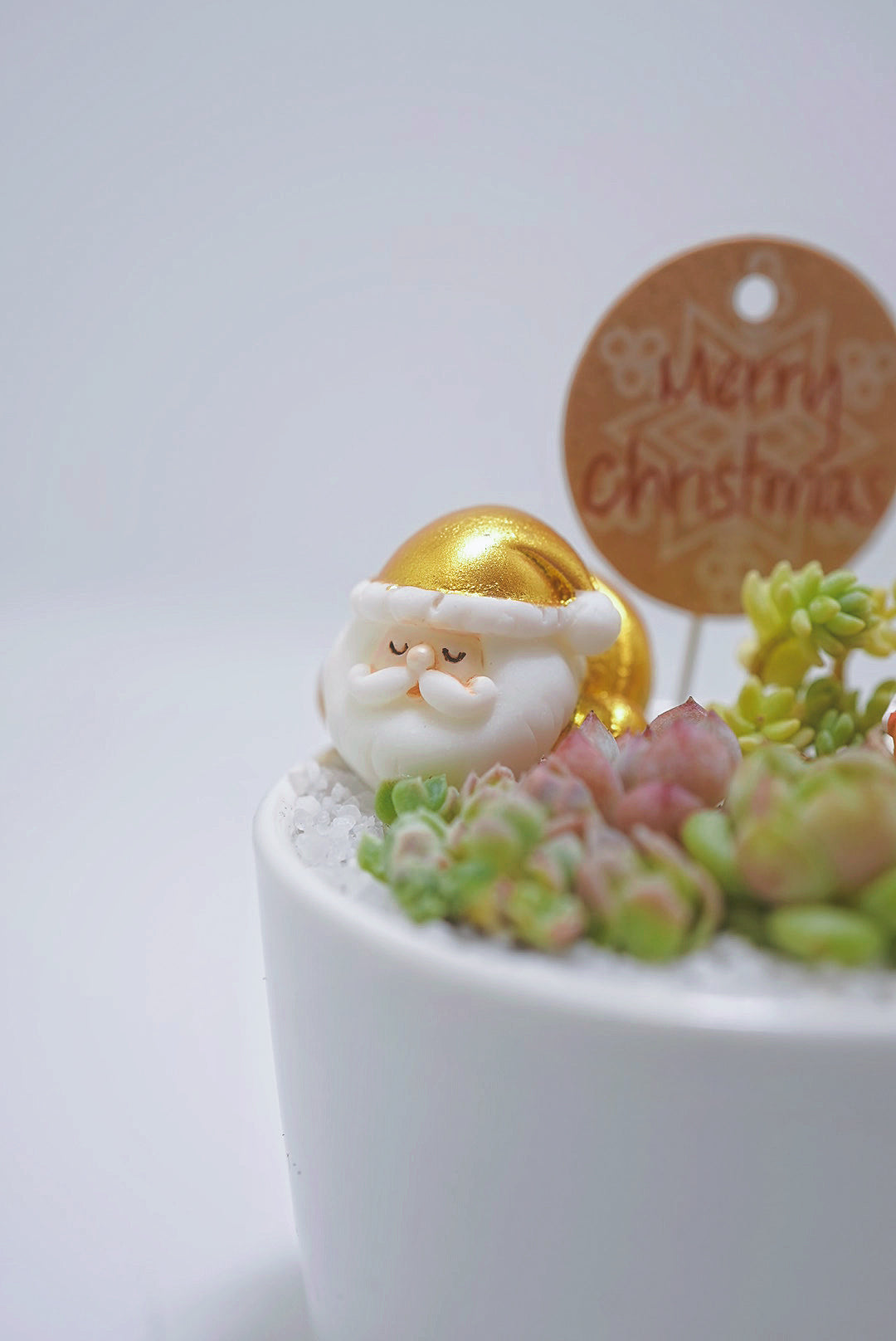 【2024 Xmas Plants】閃閃金米之蓮聖誕老人小盆栽