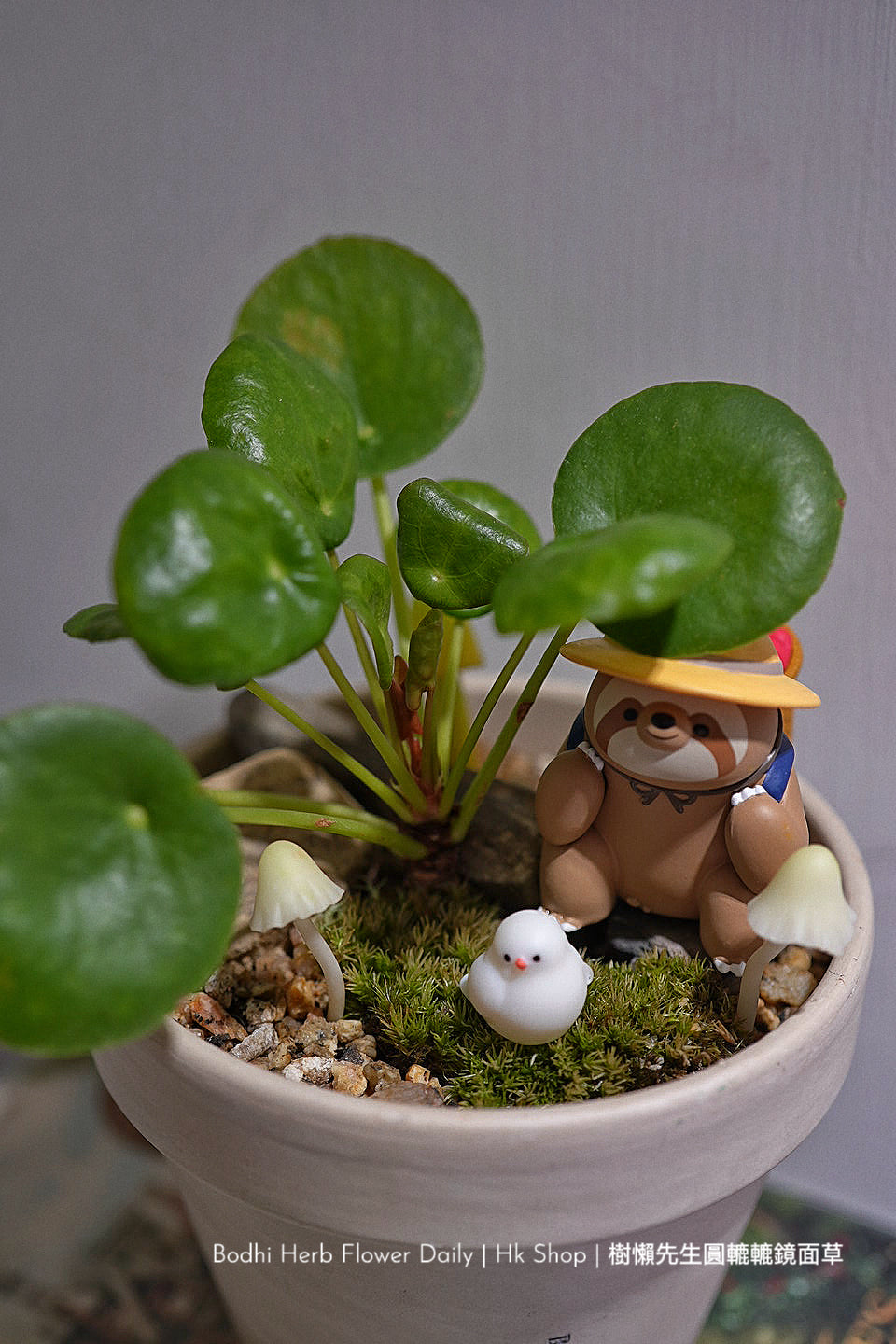 樹懶🦥先生圓轆轆的鏡面草