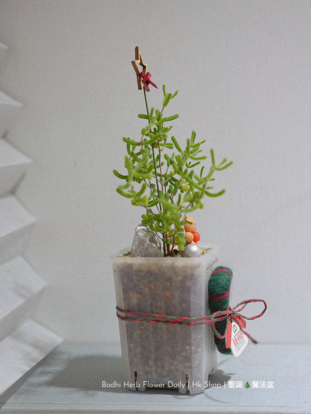 【聖誕禮物】聖誕幸福魔法小樹盆栽