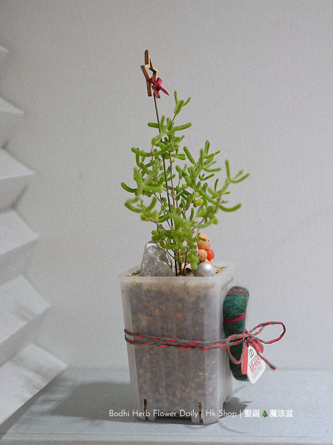 【聖誕禮物】聖誕幸福魔法小樹盆栽