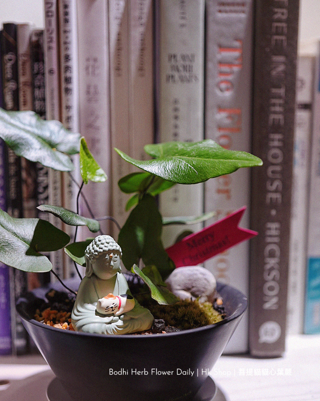 【蕨系】菩提貓貓心型蕨 ( 預訂)
