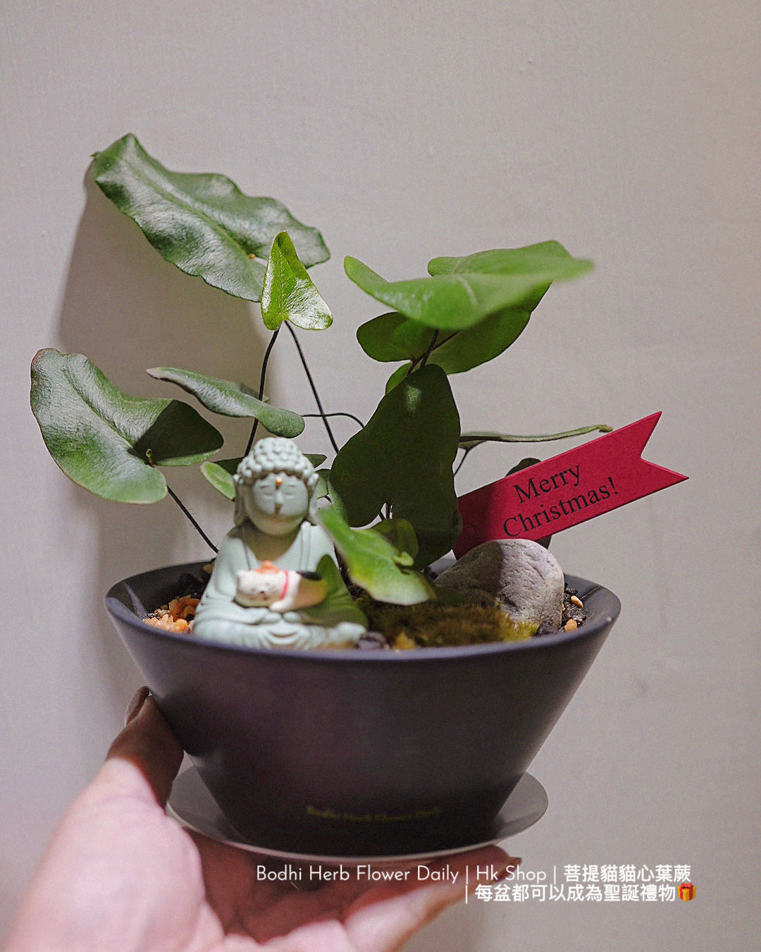 【蕨系】菩提貓貓心型蕨 ( 預訂)