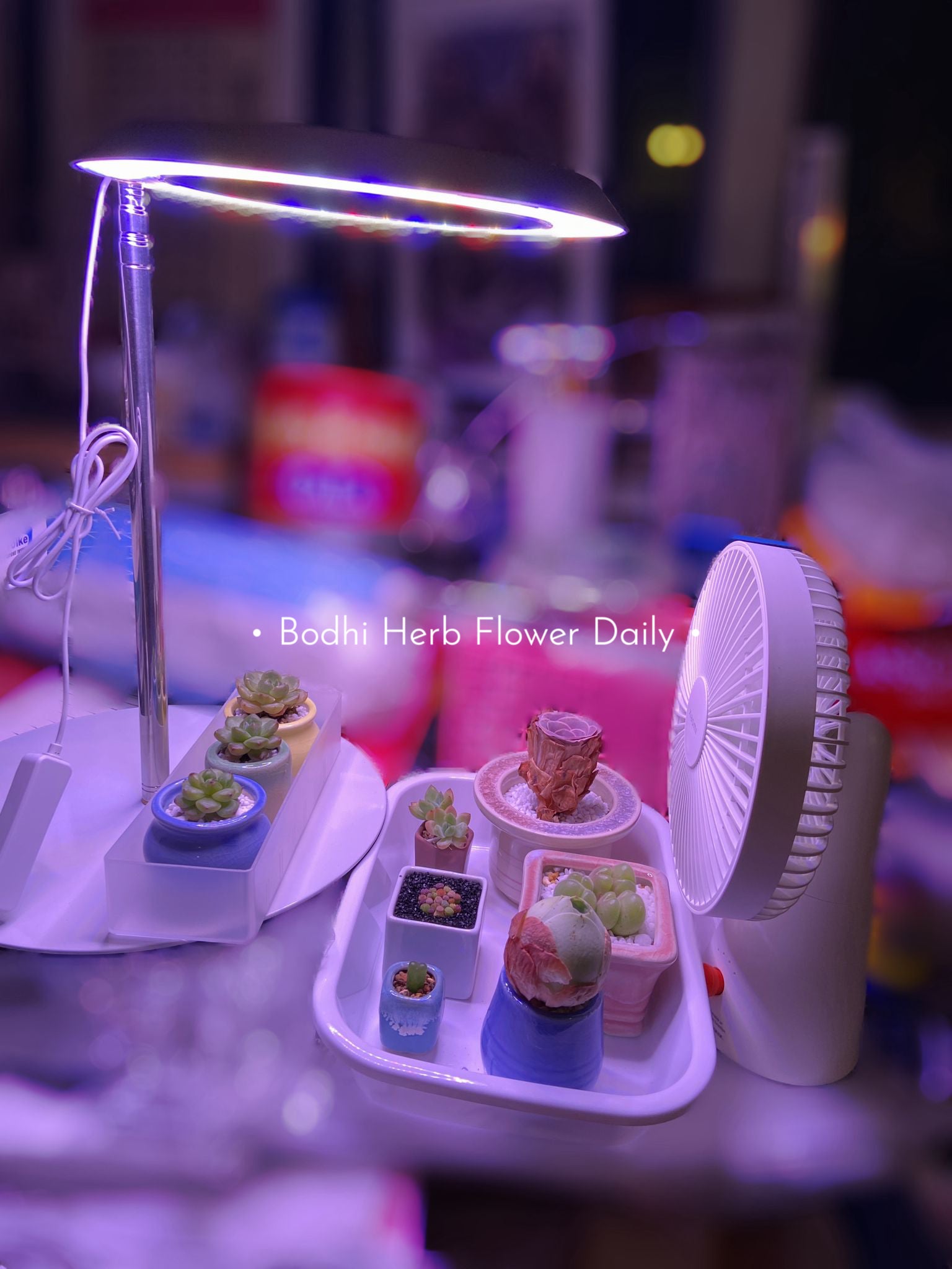 B.H.多肉植物專用燈