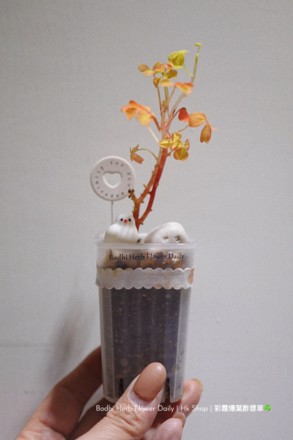 【酢醬草】彩霞爆葉酢醬草