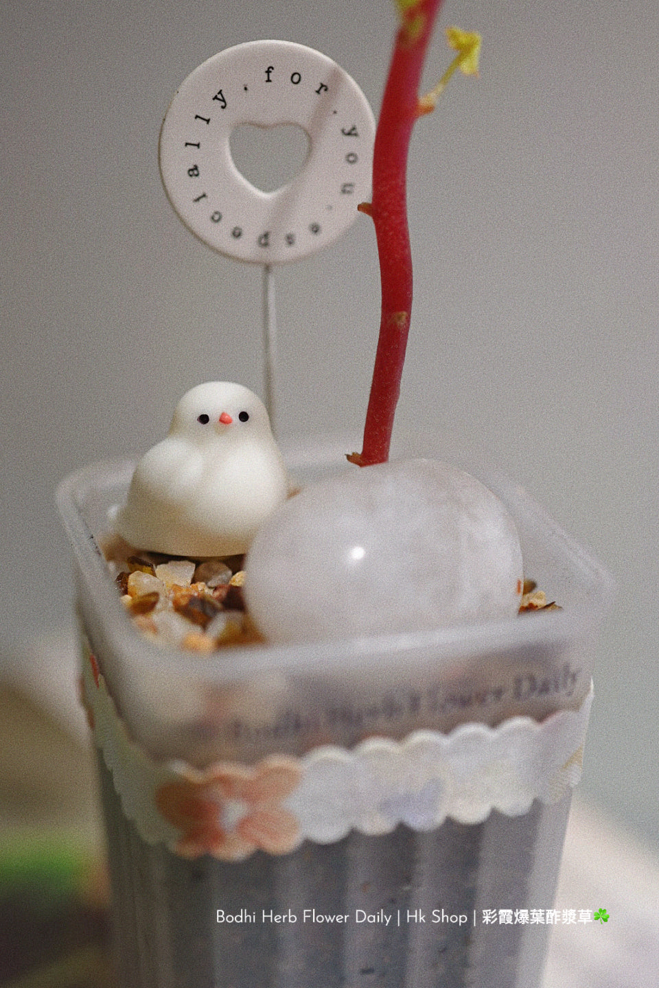 【酢醬草】彩霞爆葉酢醬草