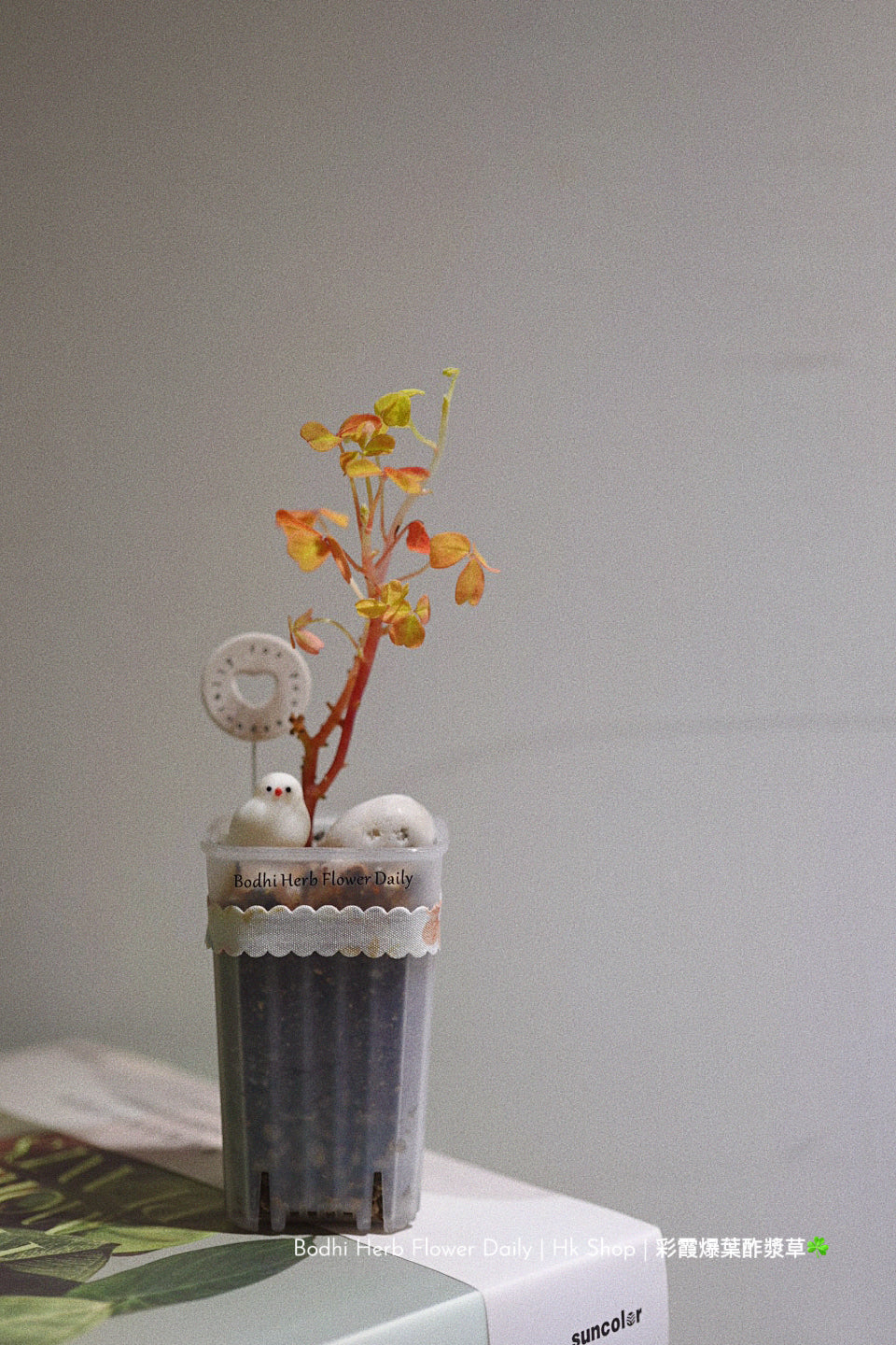 【酢醬草】彩霞爆葉酢醬草