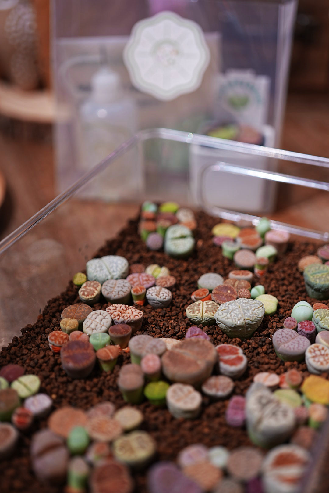 10 Color Lithops Set粒彩屁屁套裝