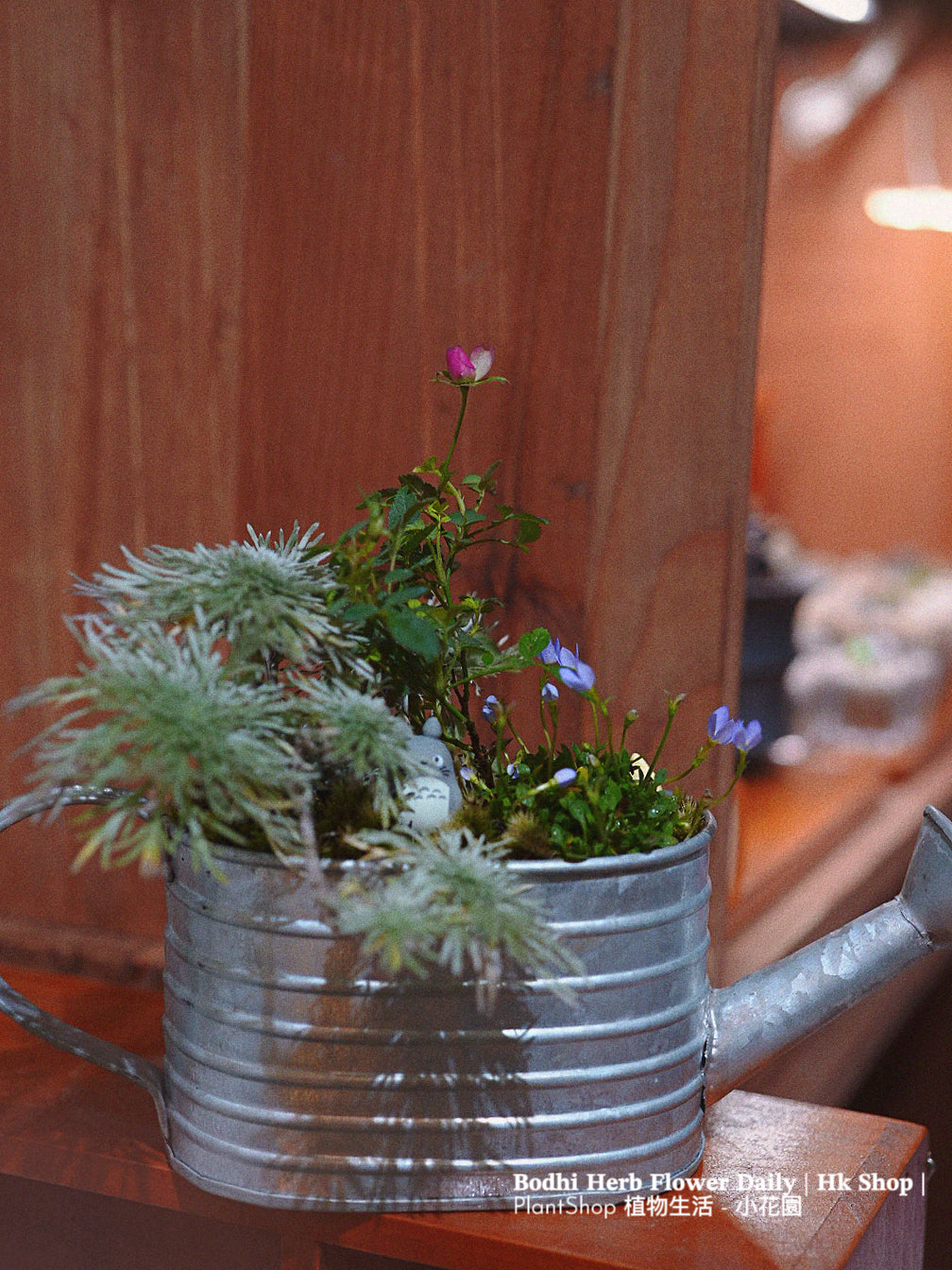 【日本品種】雛草 （預訂）