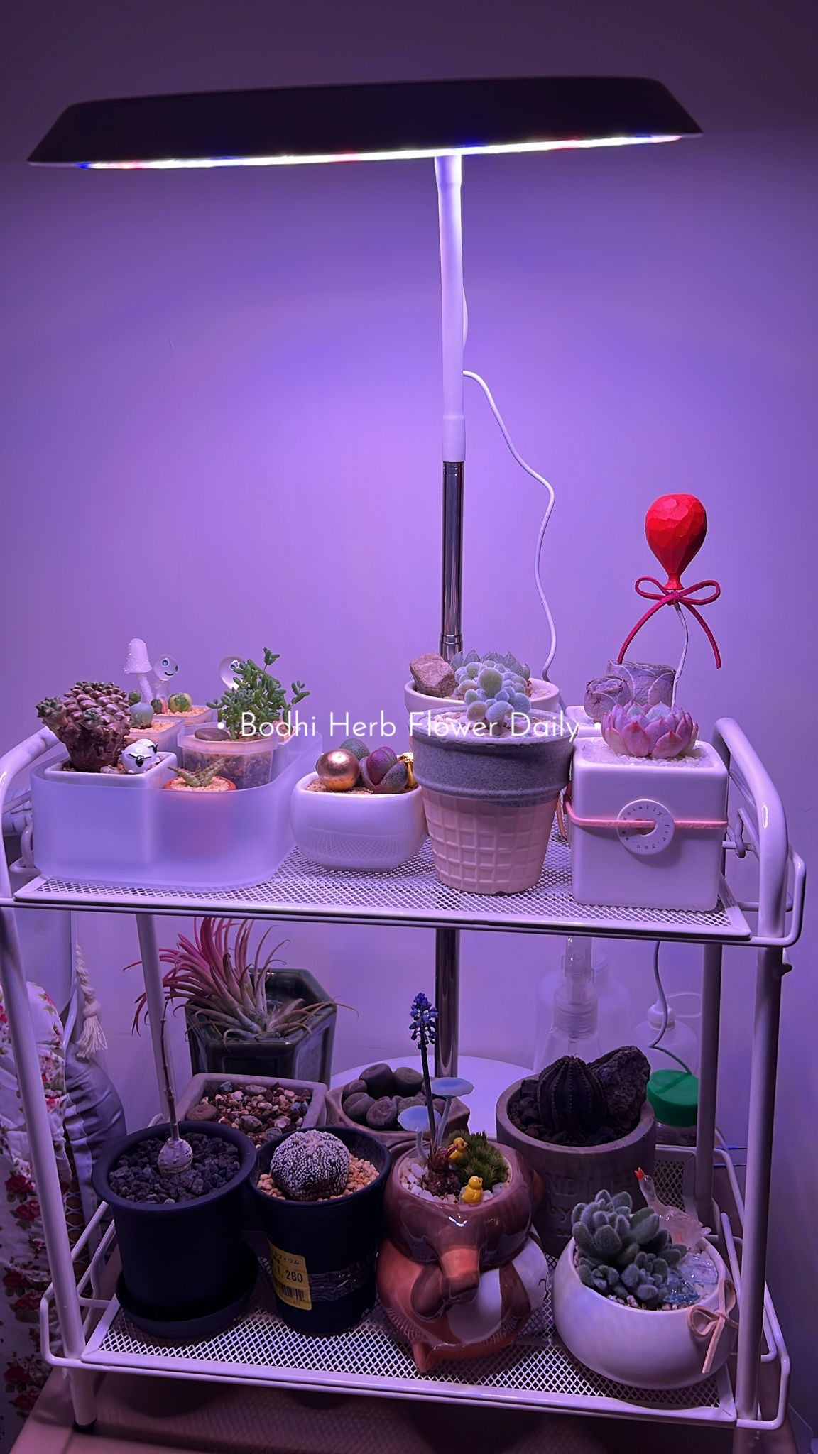B.H.多肉植物專用燈