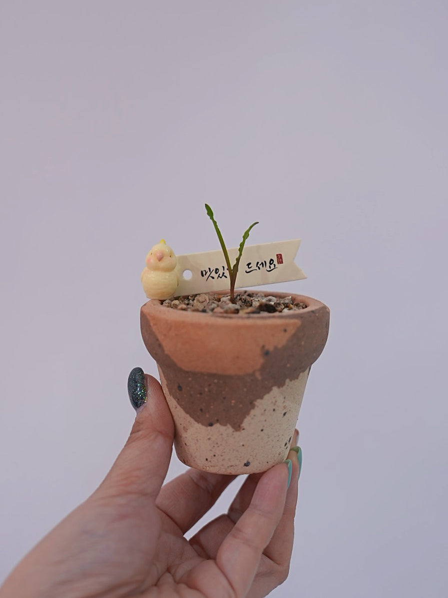 和尚的波葉彈簧草