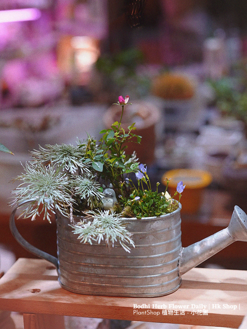 【日本品種】雛草 （預訂）