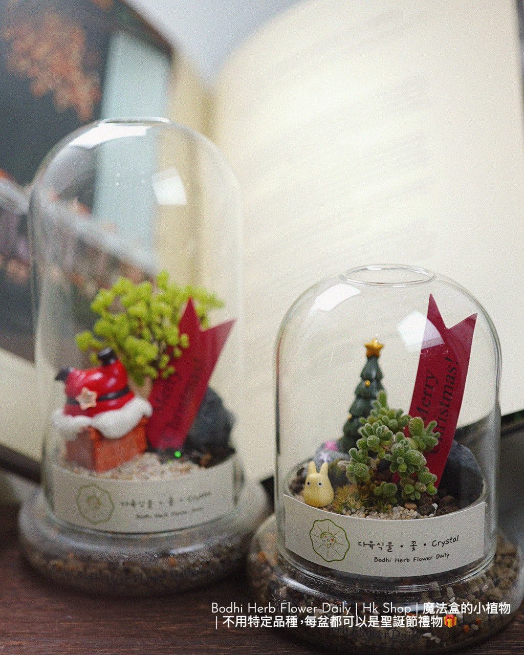 【聖誕禮物】聖誕小樹幸福魔法小盆栽
