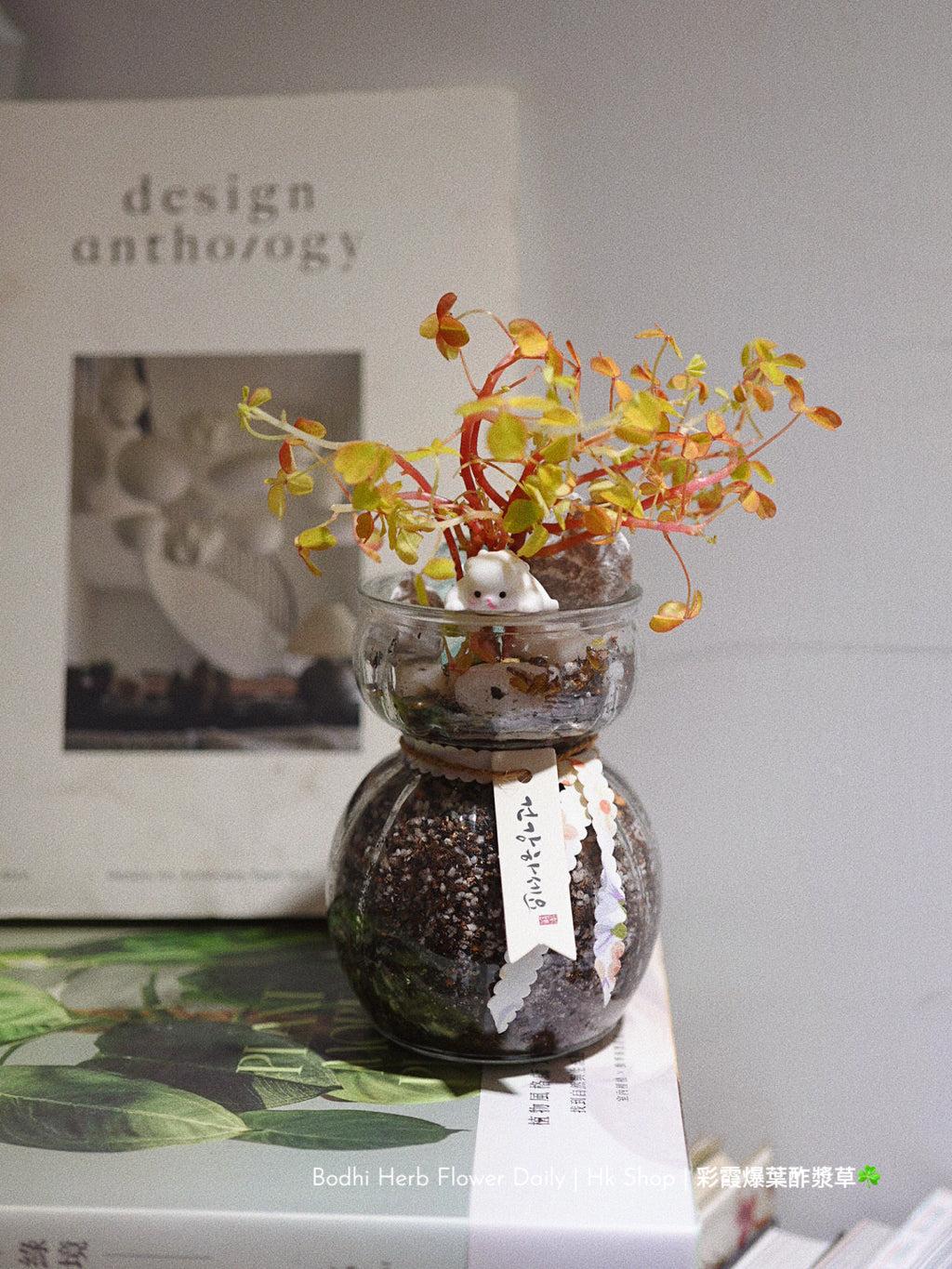 【酢醬草】彩霞爆葉酢醬草