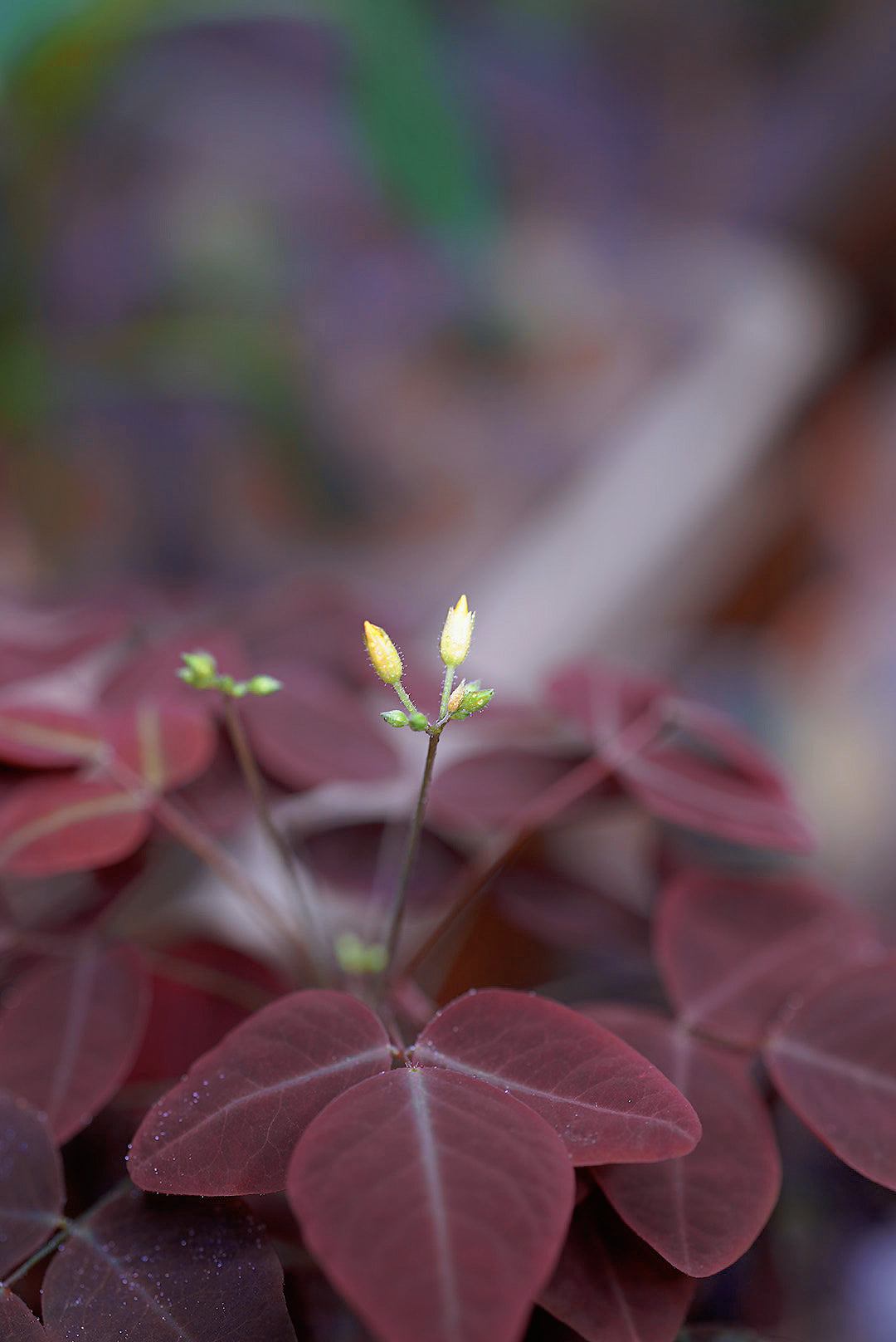 Oxalis Hedysaroides