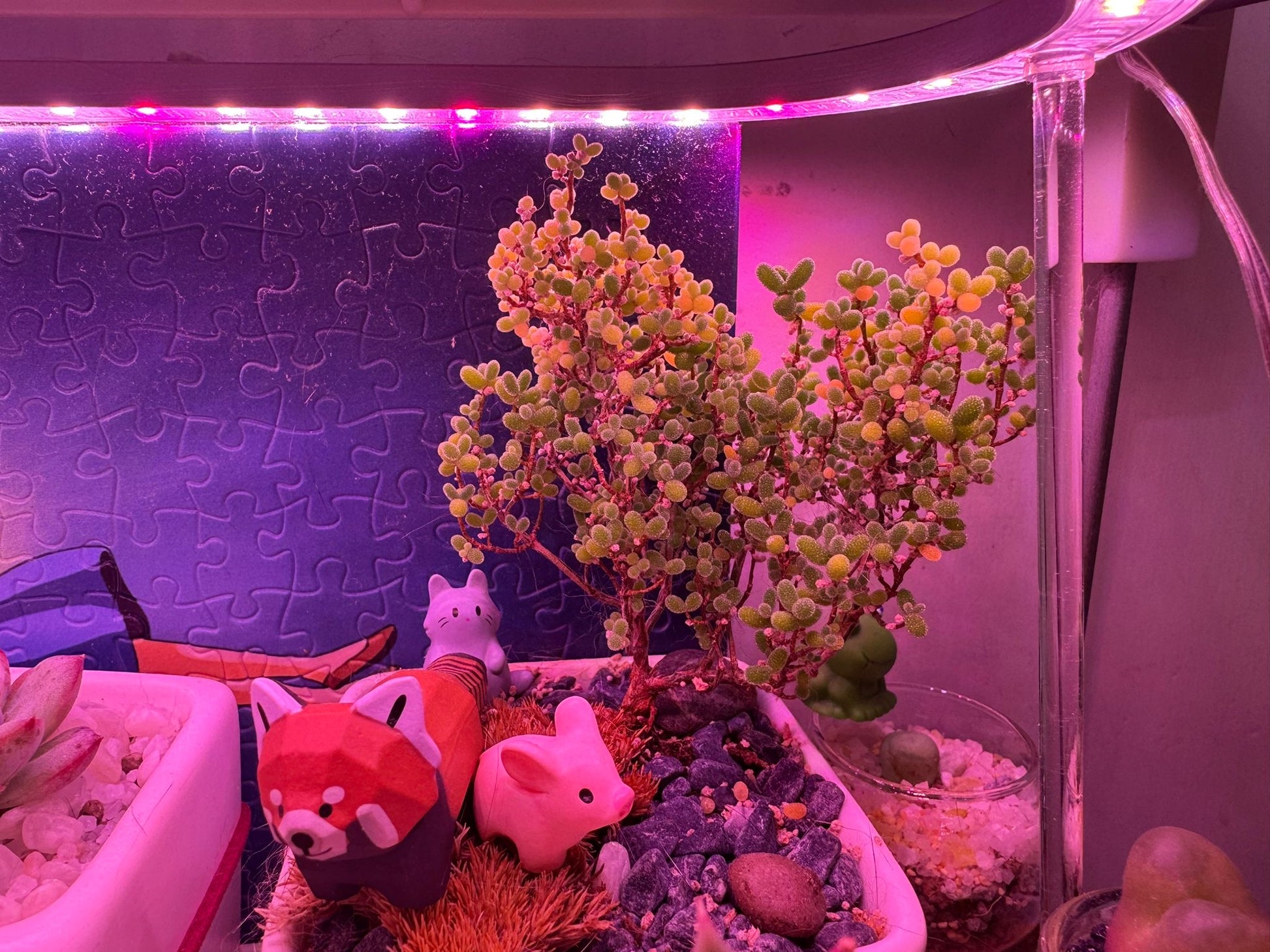 B.H.多肉植物專用燈