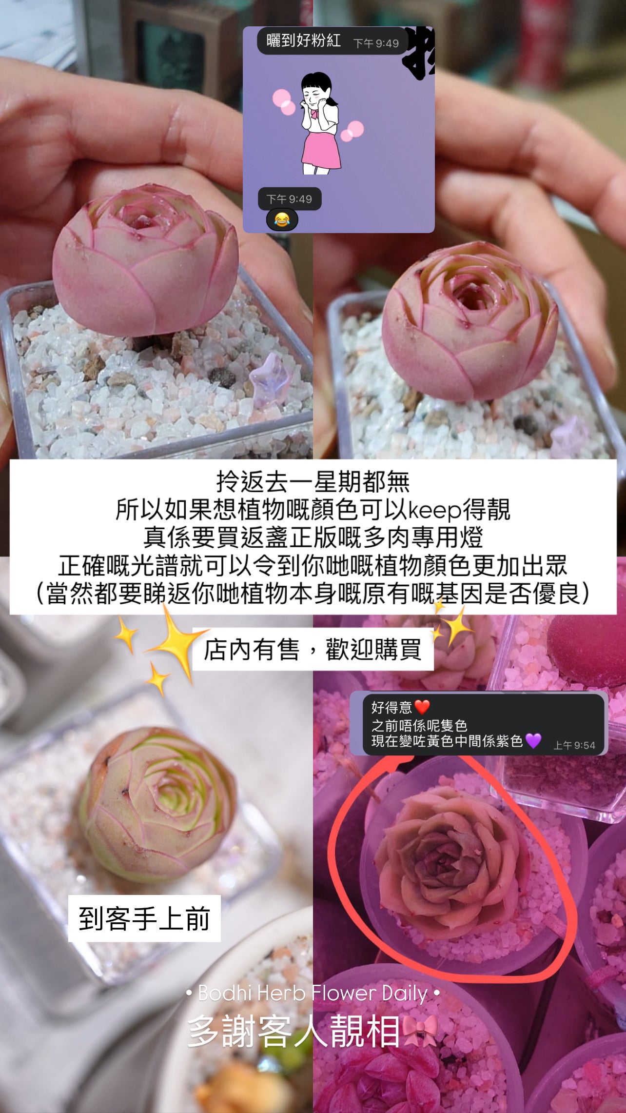 B.H.多肉植物專用燈