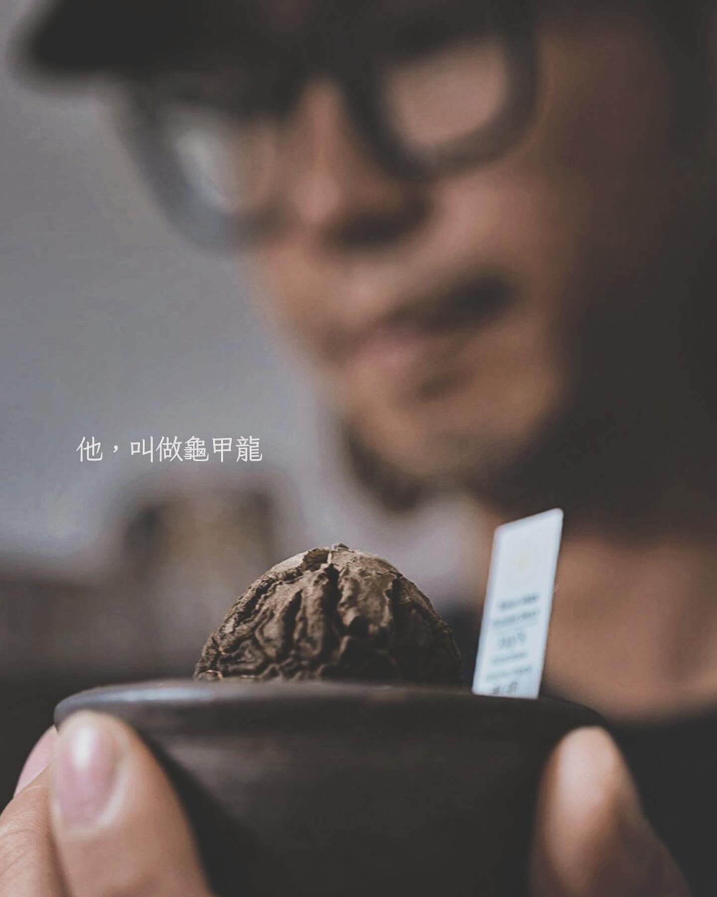 龜甲龍（南非/墨西哥）Dioscorea elephantipes 手工陶瓷盤另計