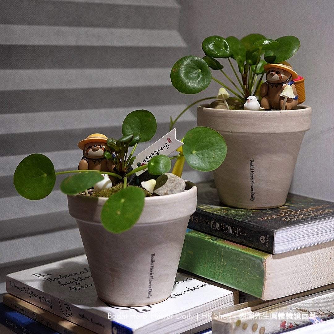 樹懶🦥先生圓轆轆的鏡面草