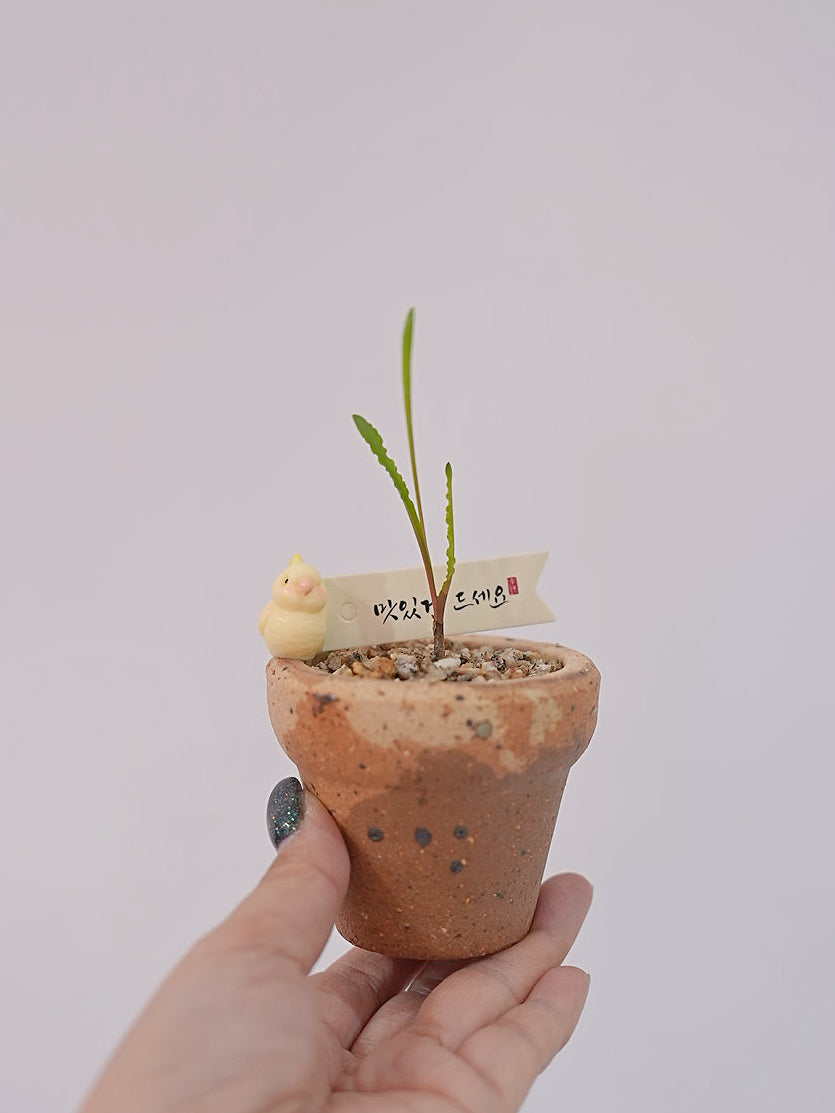 和尚的波葉彈簧草