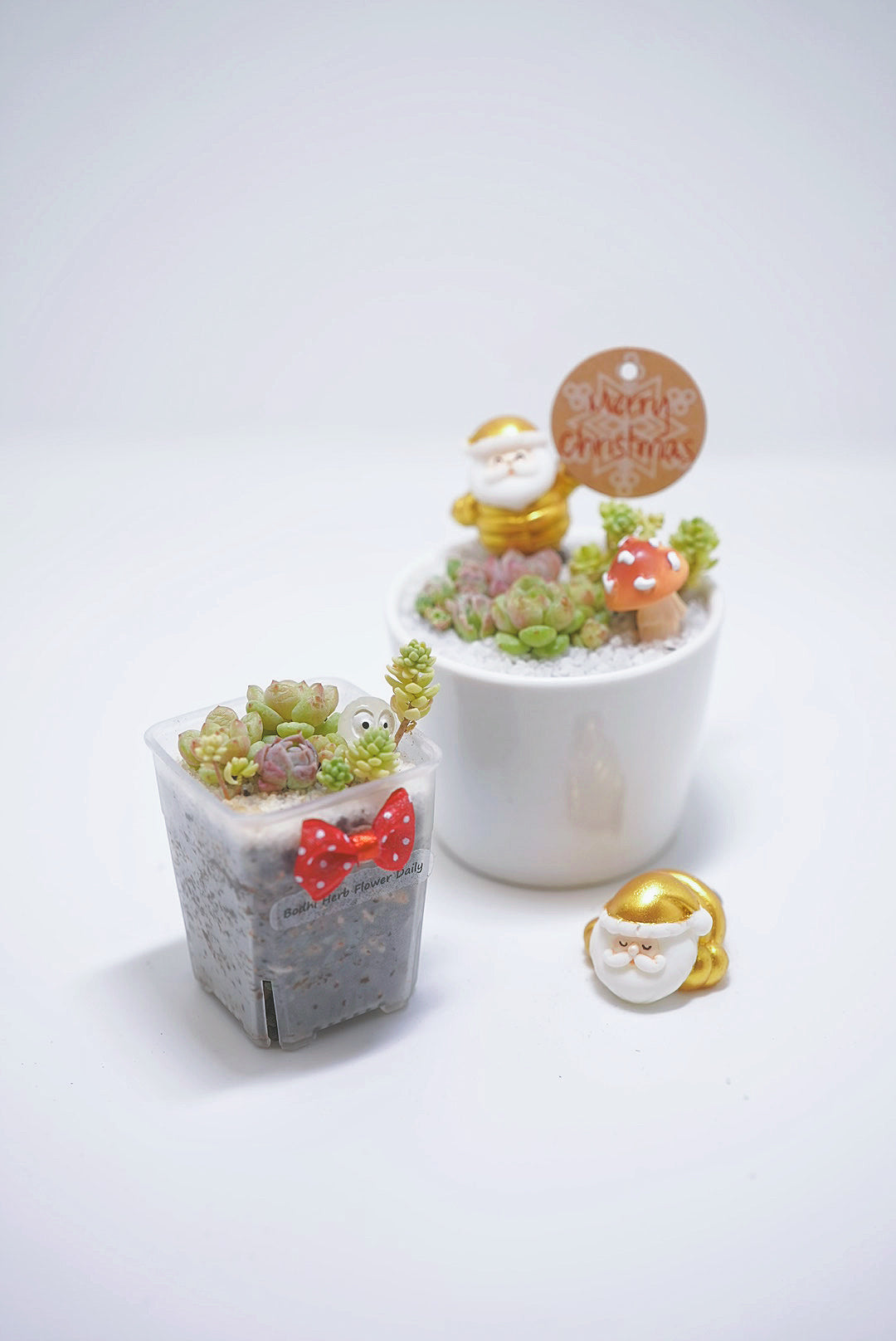 【2024 Xmas Plants】閃閃金米之蓮聖誕老人小盆栽