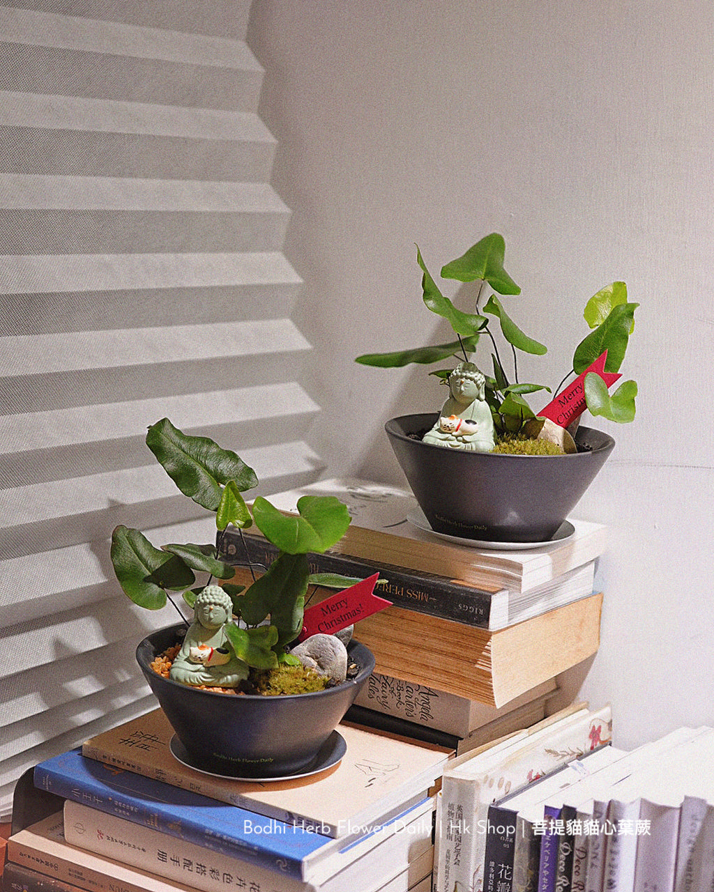 【蕨系】菩提貓貓心型蕨 ( 預訂)