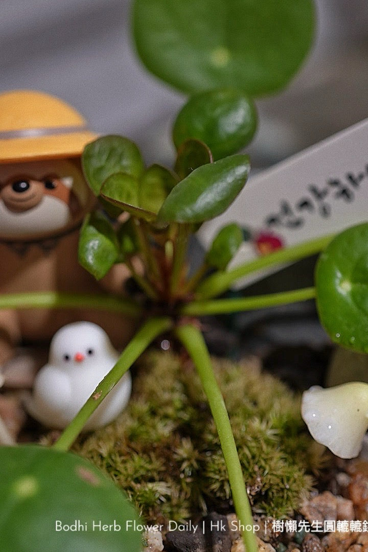 樹懶🦥先生圓轆轆的鏡面草