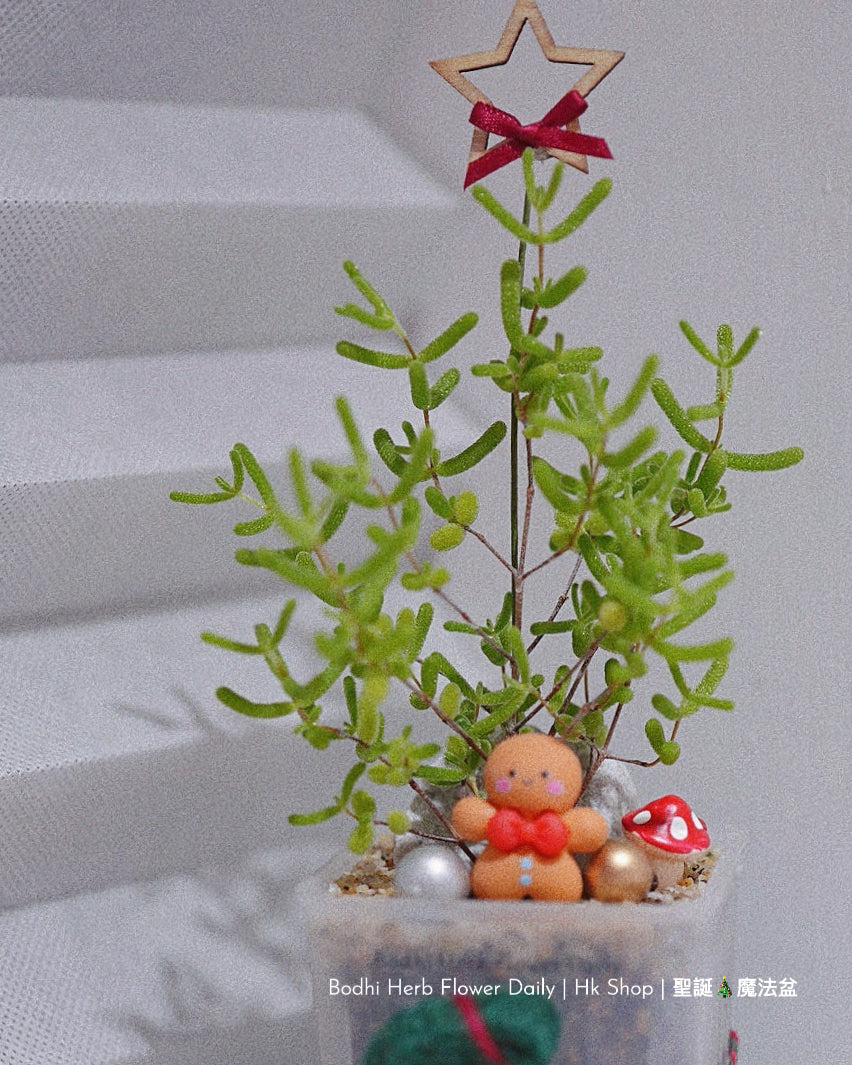【聖誕禮物】聖誕幸福魔法小樹盆栽