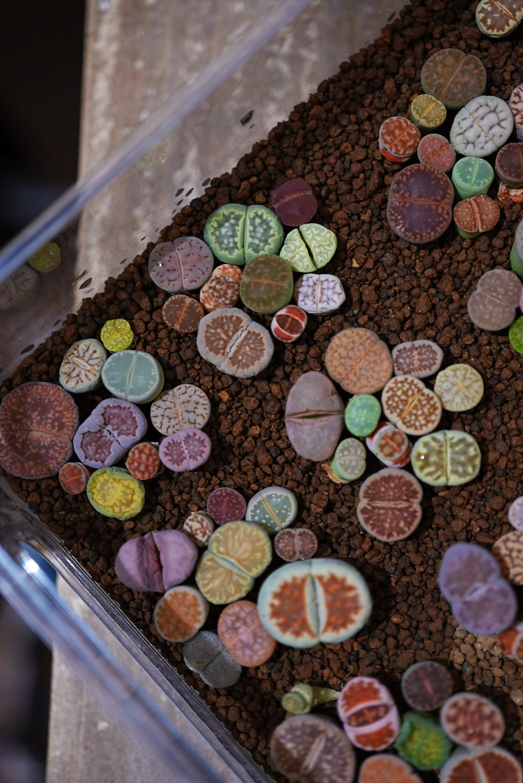 10 Color Lithops Set粒彩屁屁套裝