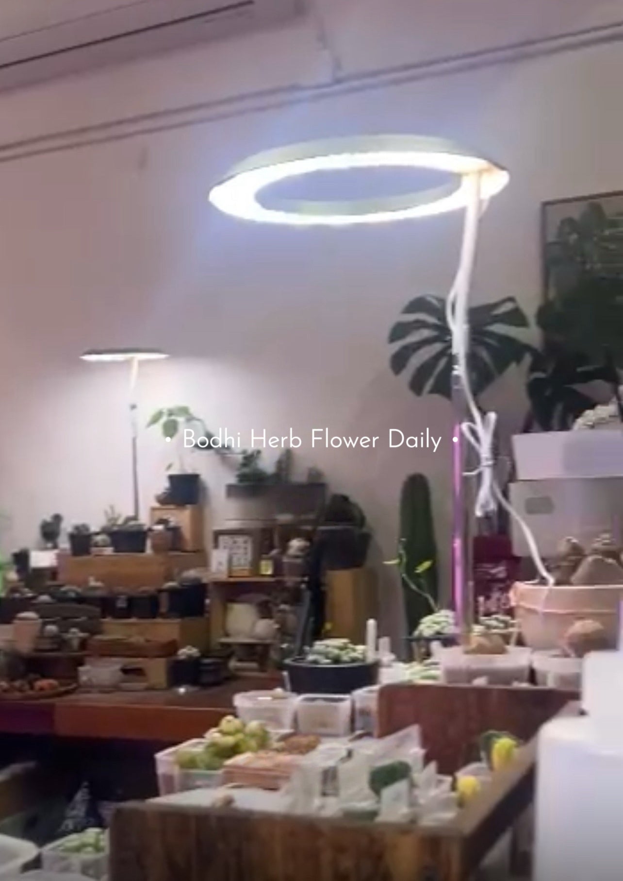 B.H.多肉植物專用燈