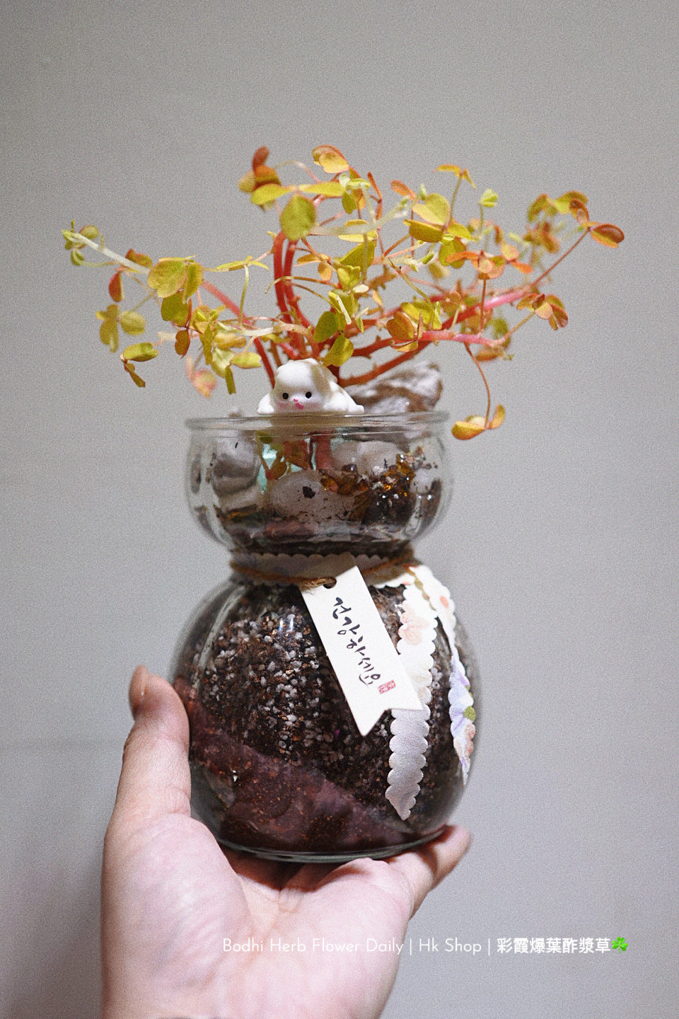 【酢醬草】彩霞爆葉酢醬草