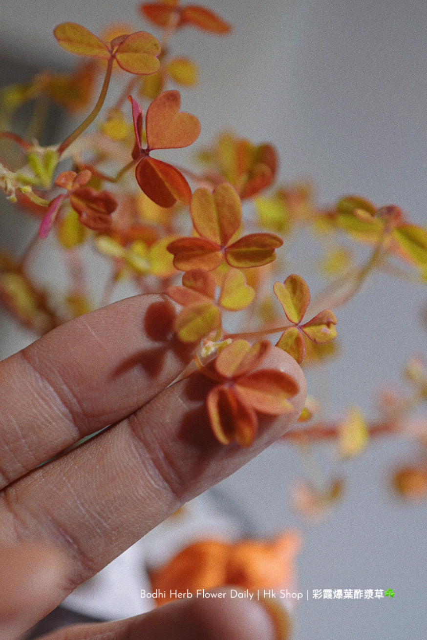 【酢醬草】彩霞爆葉酢醬草