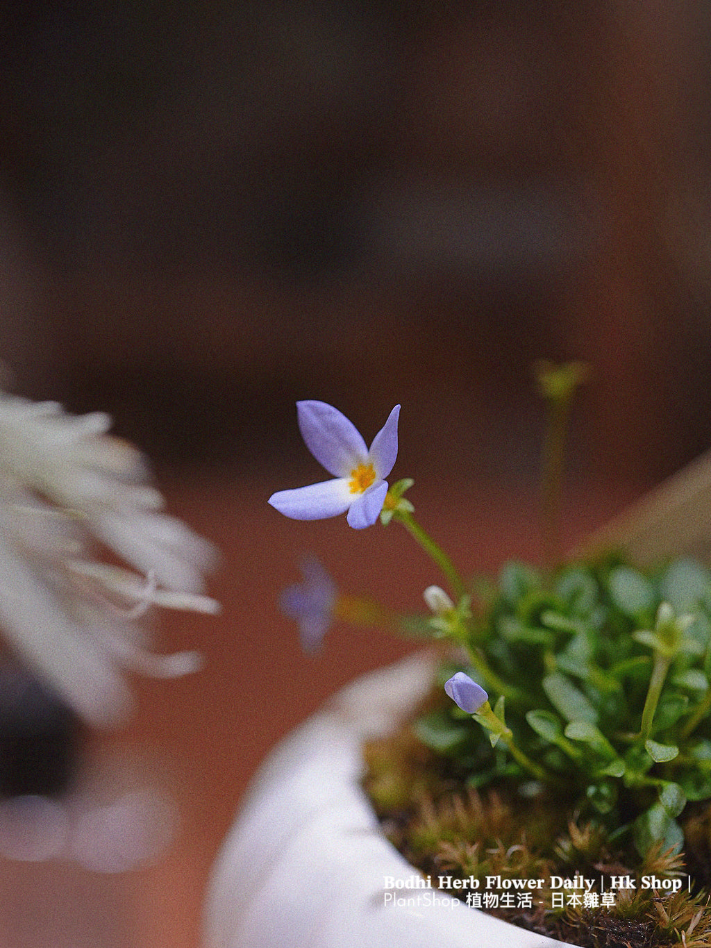 【日本品種】雛草 （預訂）