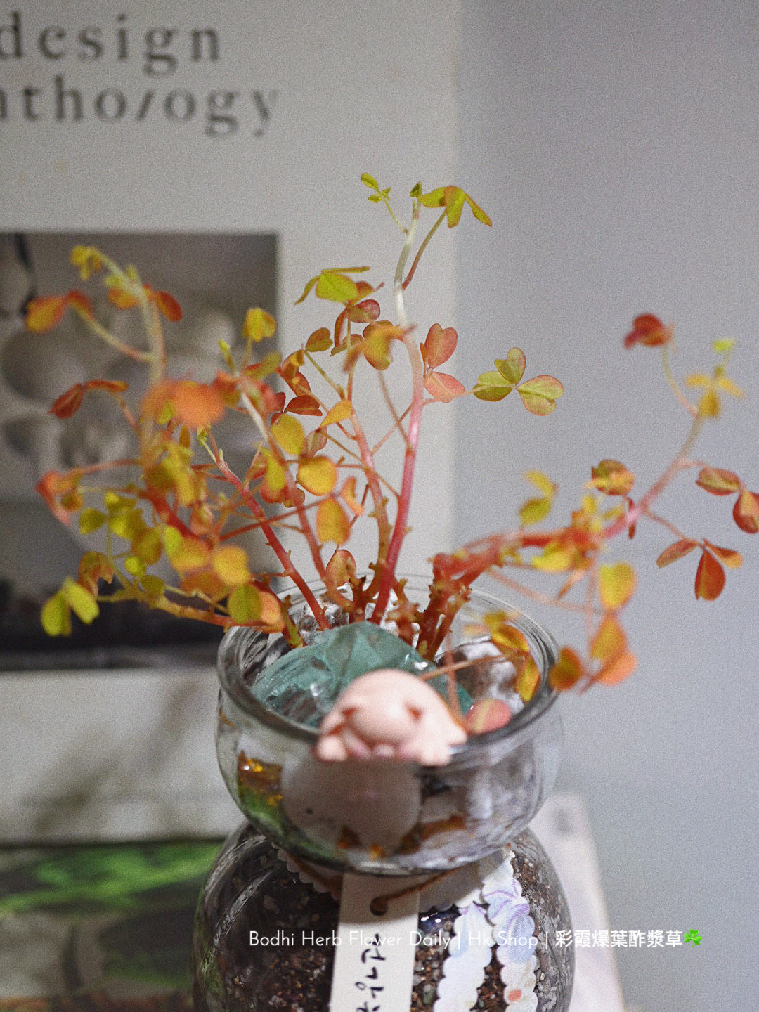 【酢醬草】彩霞爆葉酢醬草