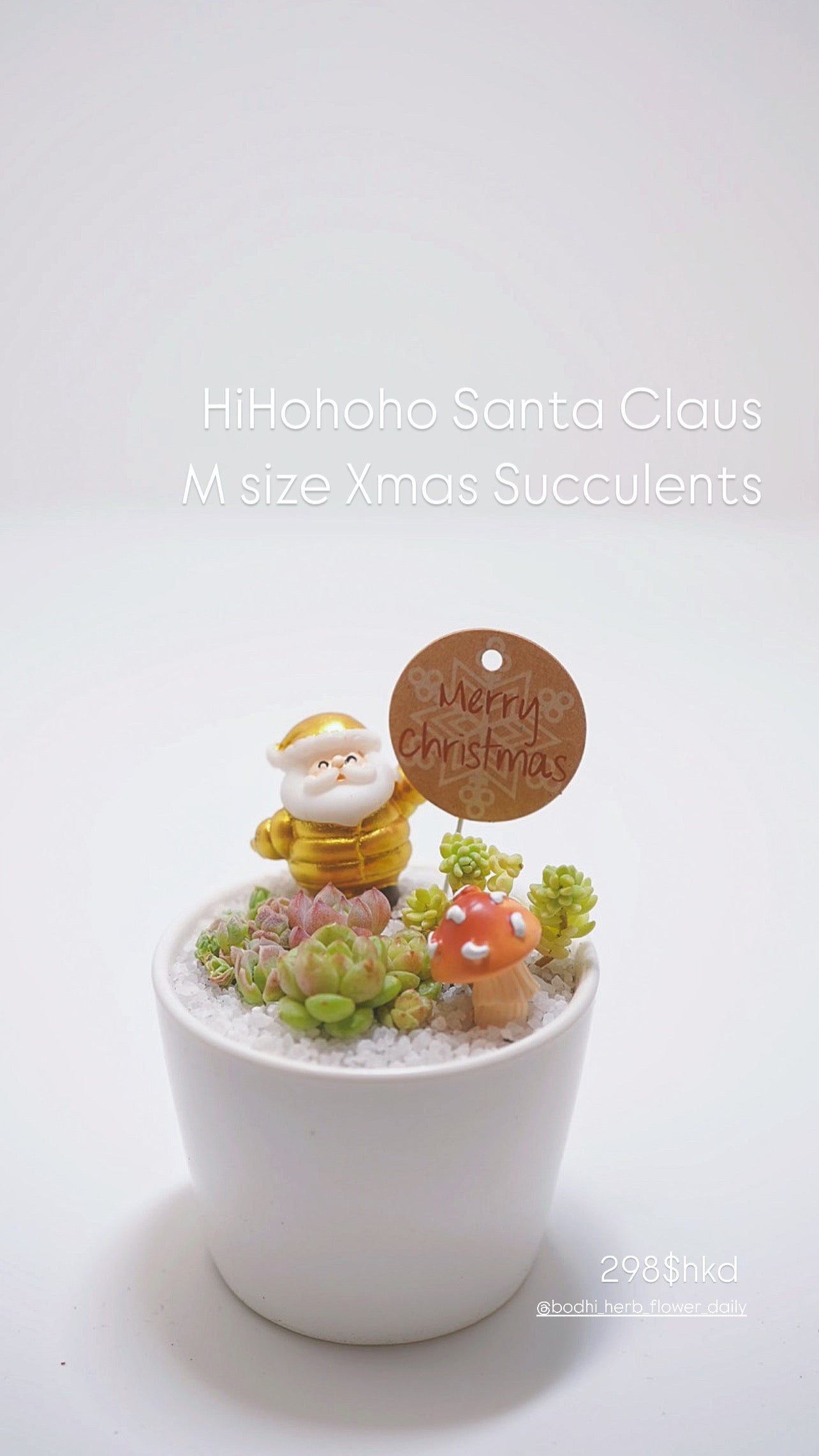 【2024 Xmas Plants】閃閃金米之蓮聖誕老人小盆栽