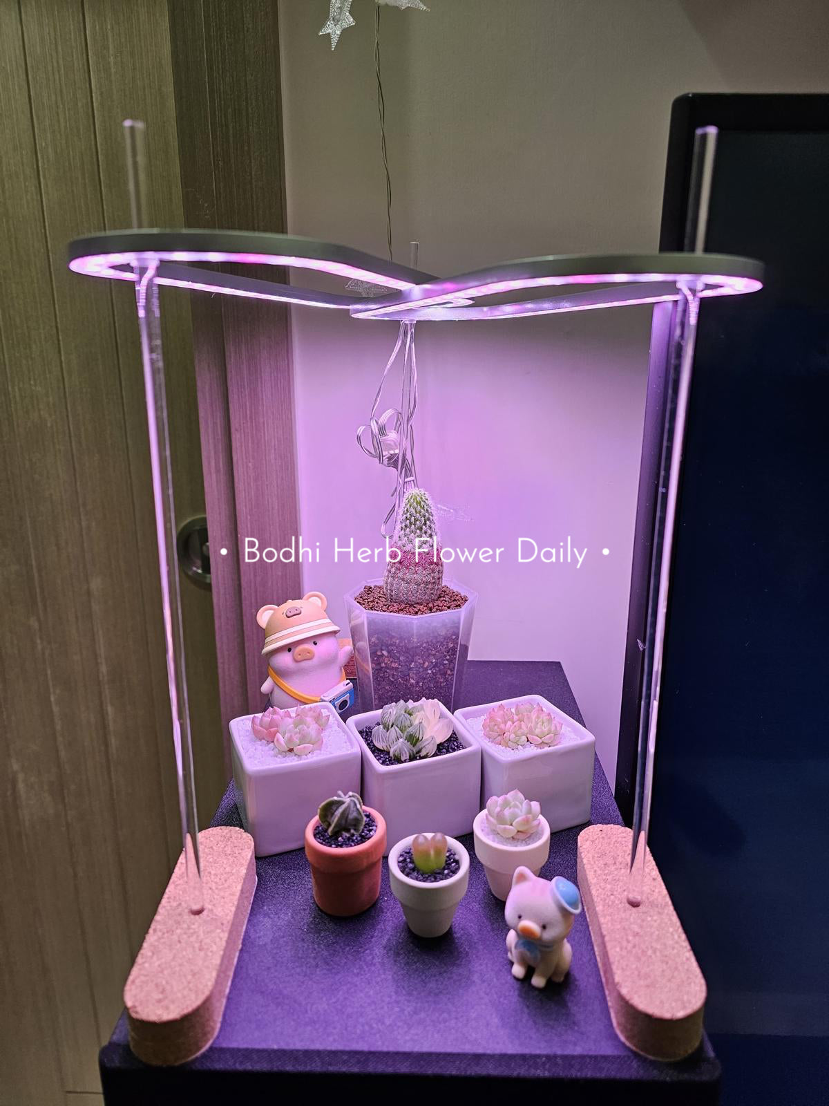 B.H.多肉植物專用燈