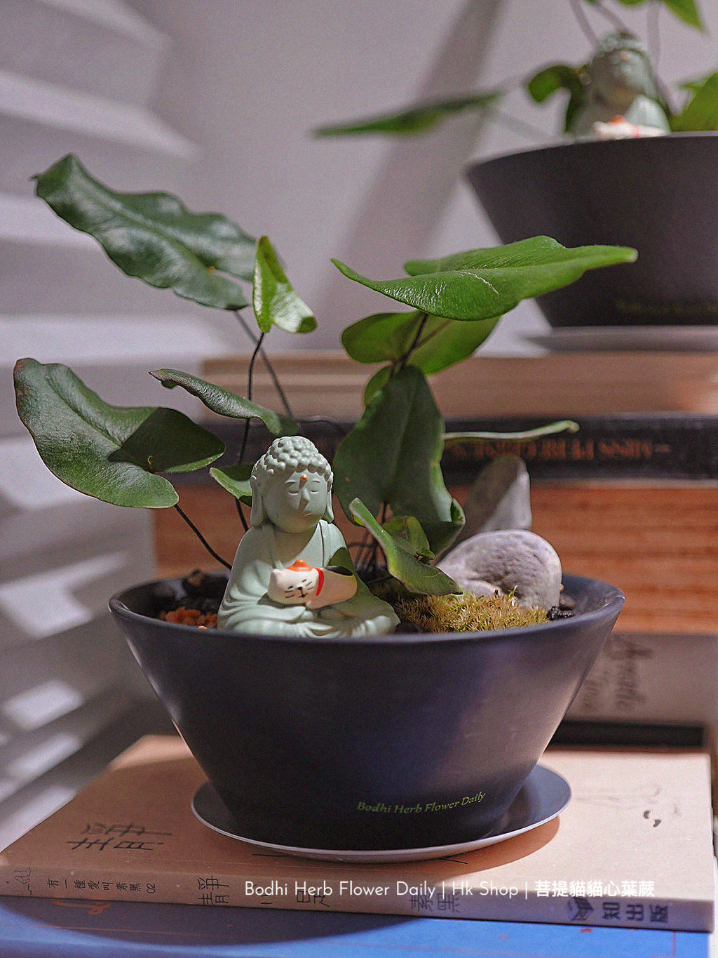 【蕨系】菩提貓貓心型蕨 ( 預訂)