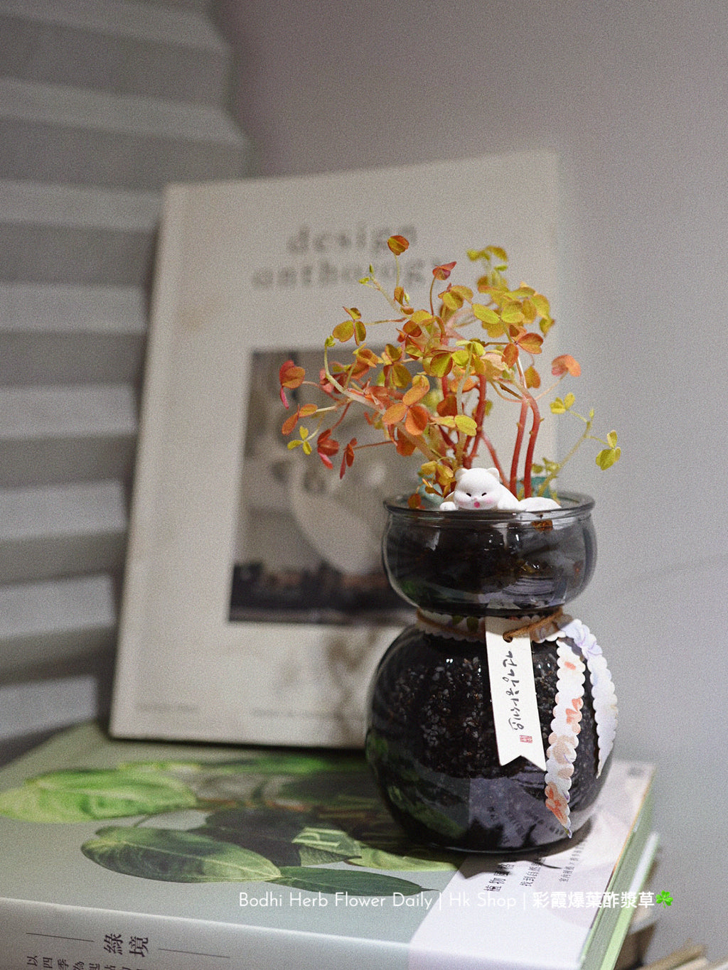 【酢醬草】彩霞爆葉酢醬草