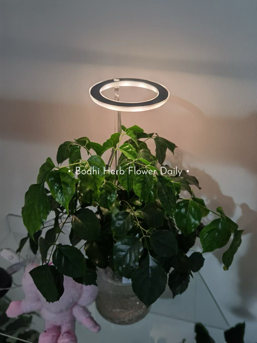 B.H.多肉植物專用燈